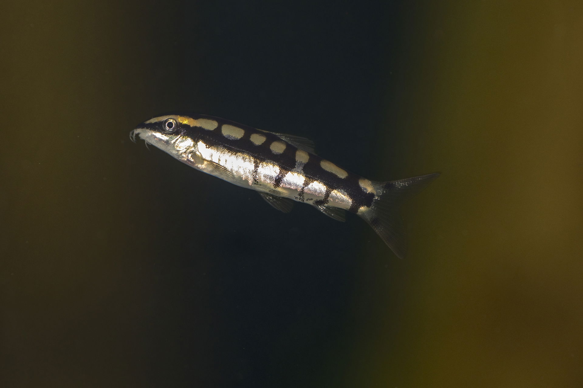 Schachbrettschmerle (Yasuhikotakia sidthimunki) im Zoo Zürich