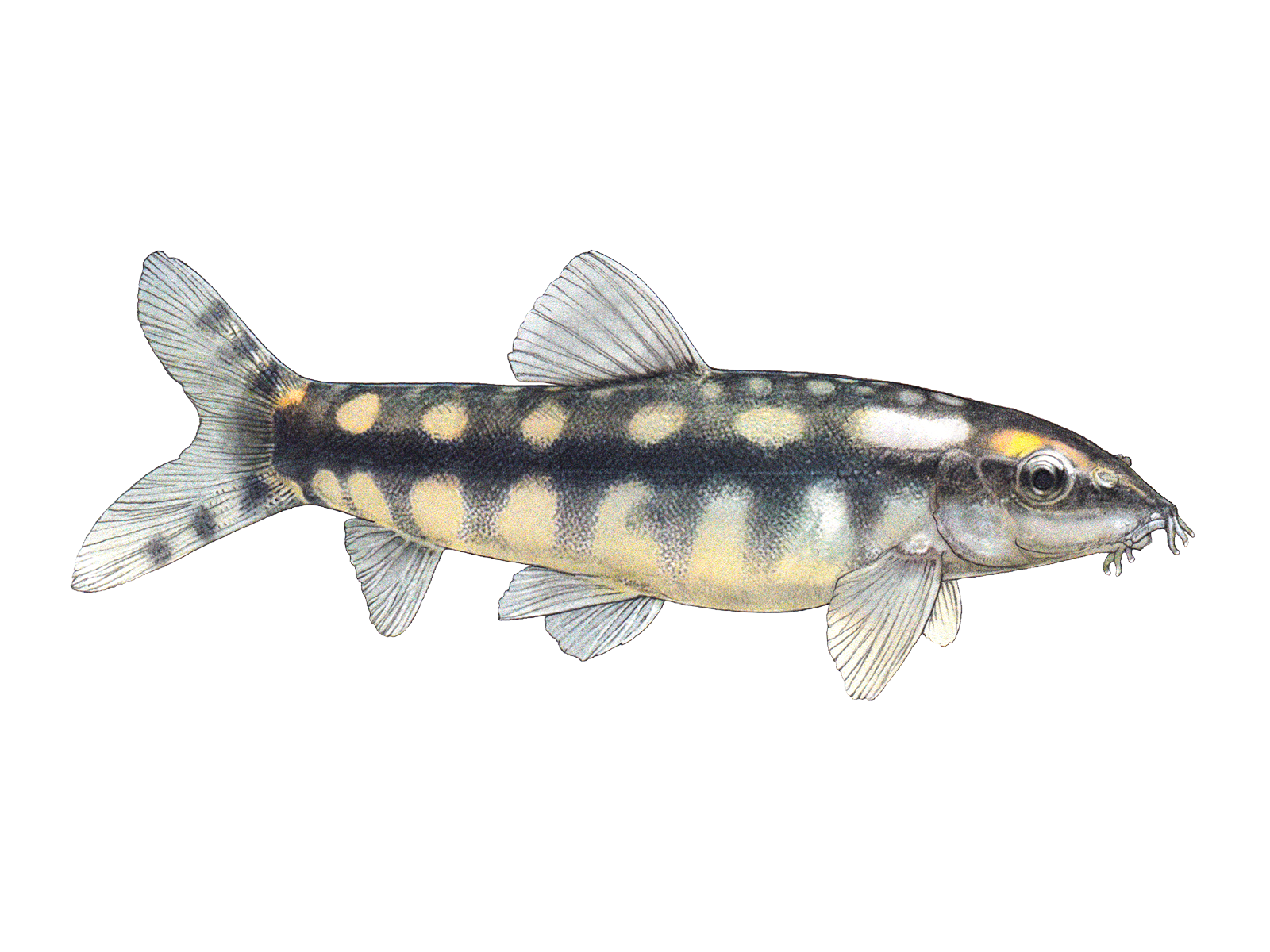 Wissenschaftliche Illustration der Schachbrettschmerle.
