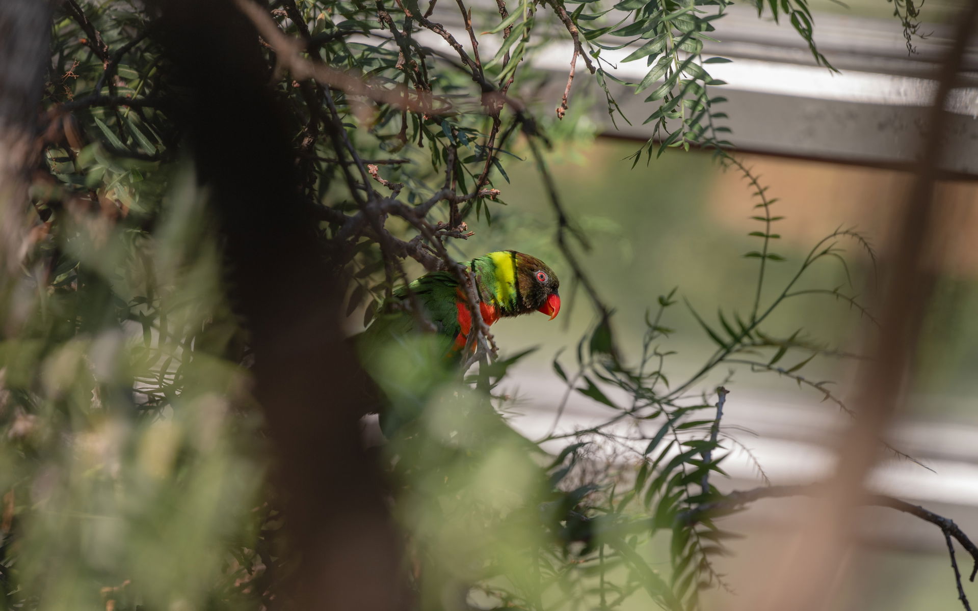 Scharlachbrustlori im Lori-Haus des Zoo Zürich