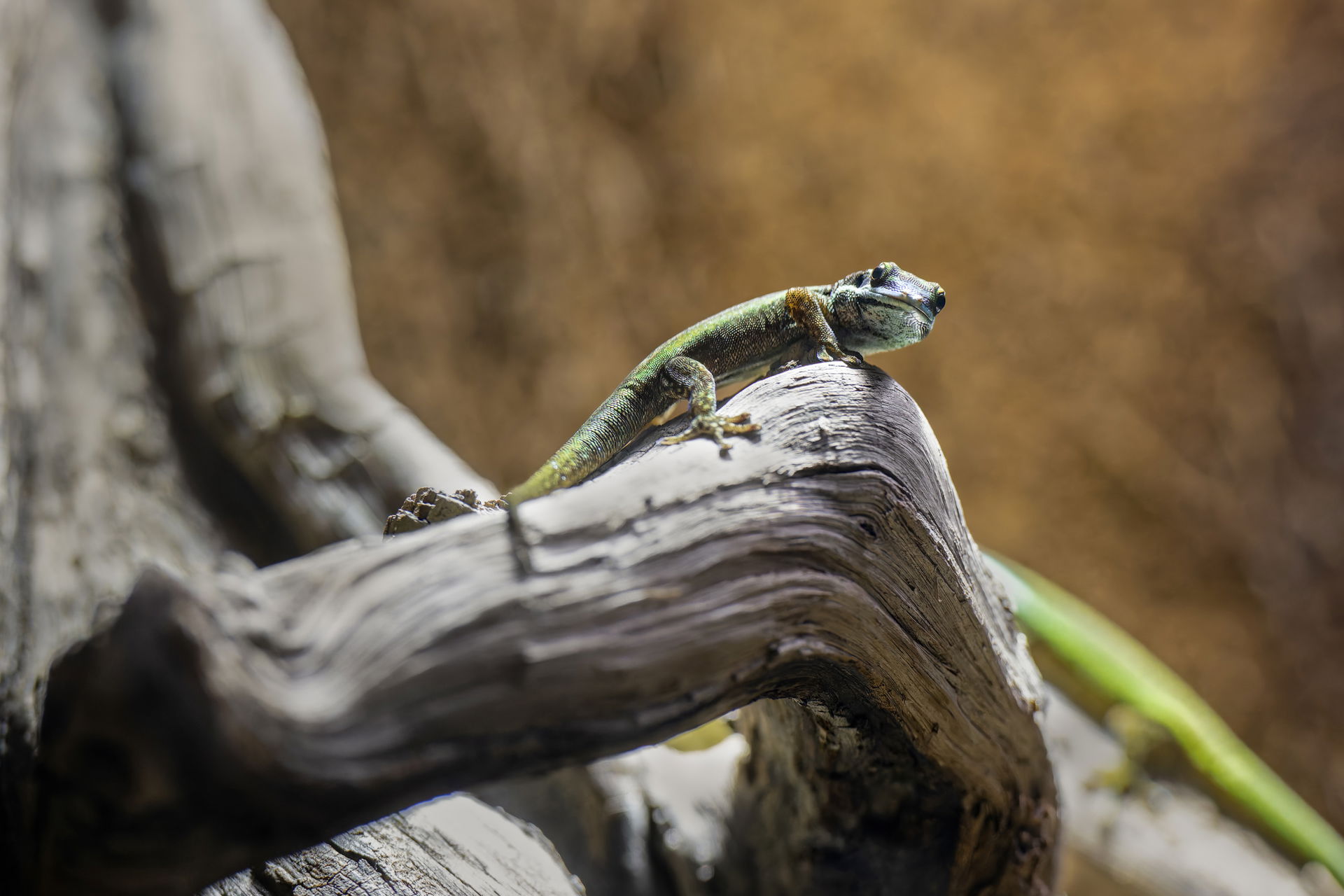 Schmuck-Taggecko (Phelsuma inexpectata) in der Forschungsstation des Zoo Zürich