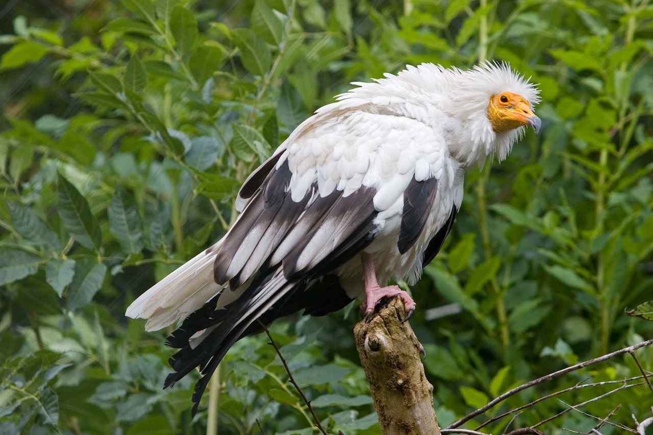 Schmutzgeier im Zoo Zürich