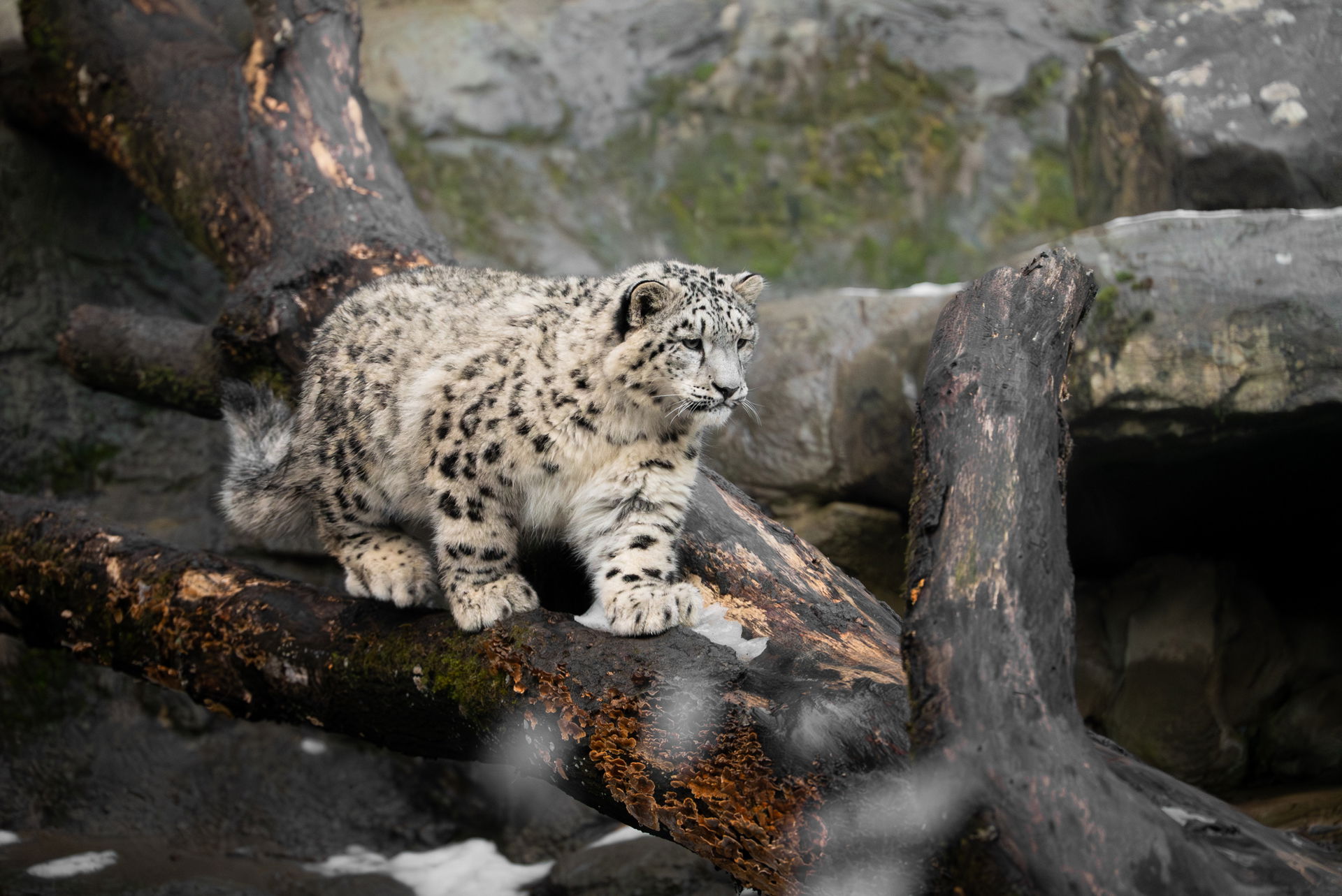 Schneeleopard (Panthera uncia) im Lebensraum Panthera des Zoo Zürich