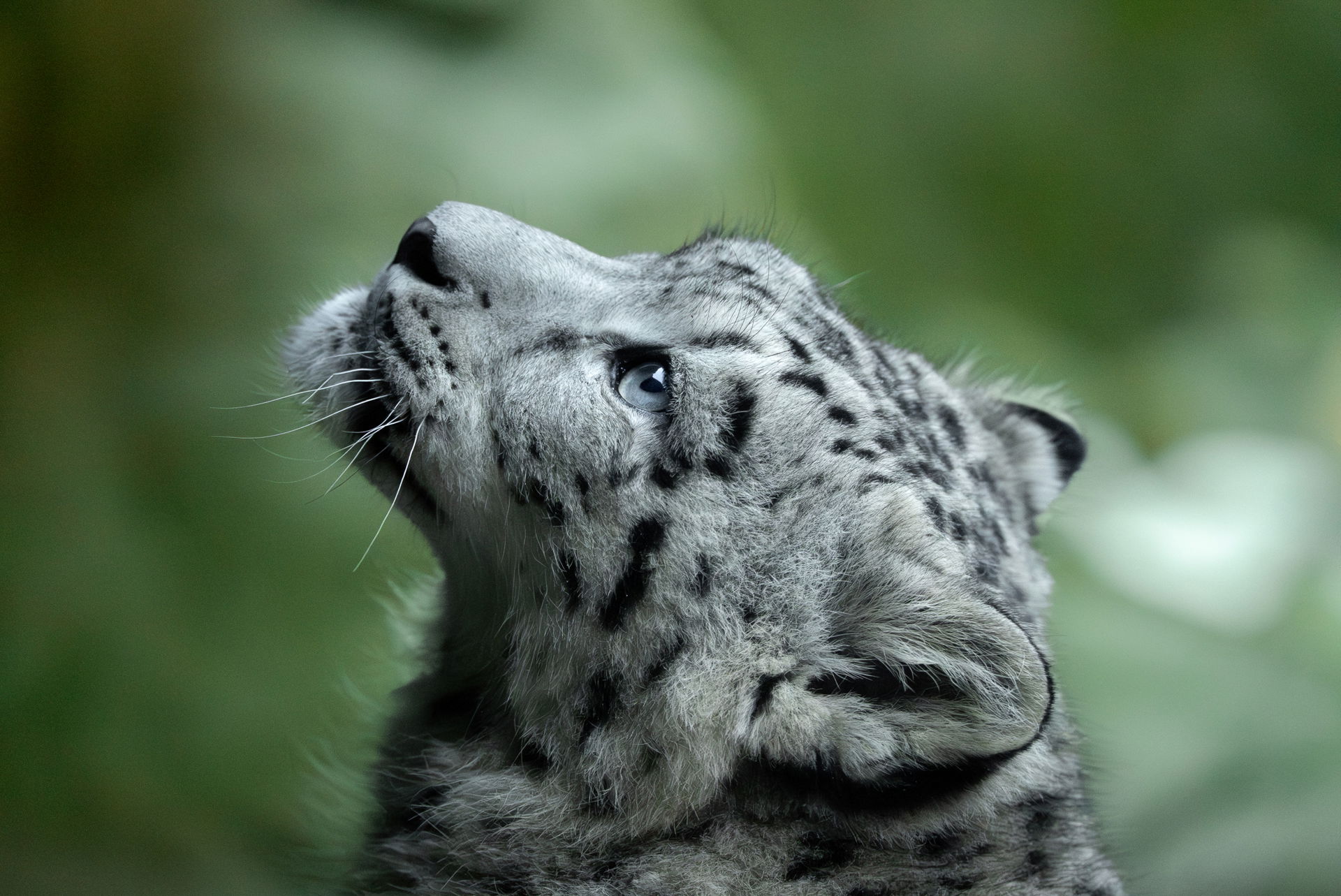 Schneeleopard (Panthera uncia) im Lebensraum Panthera des Zoo Zürich.