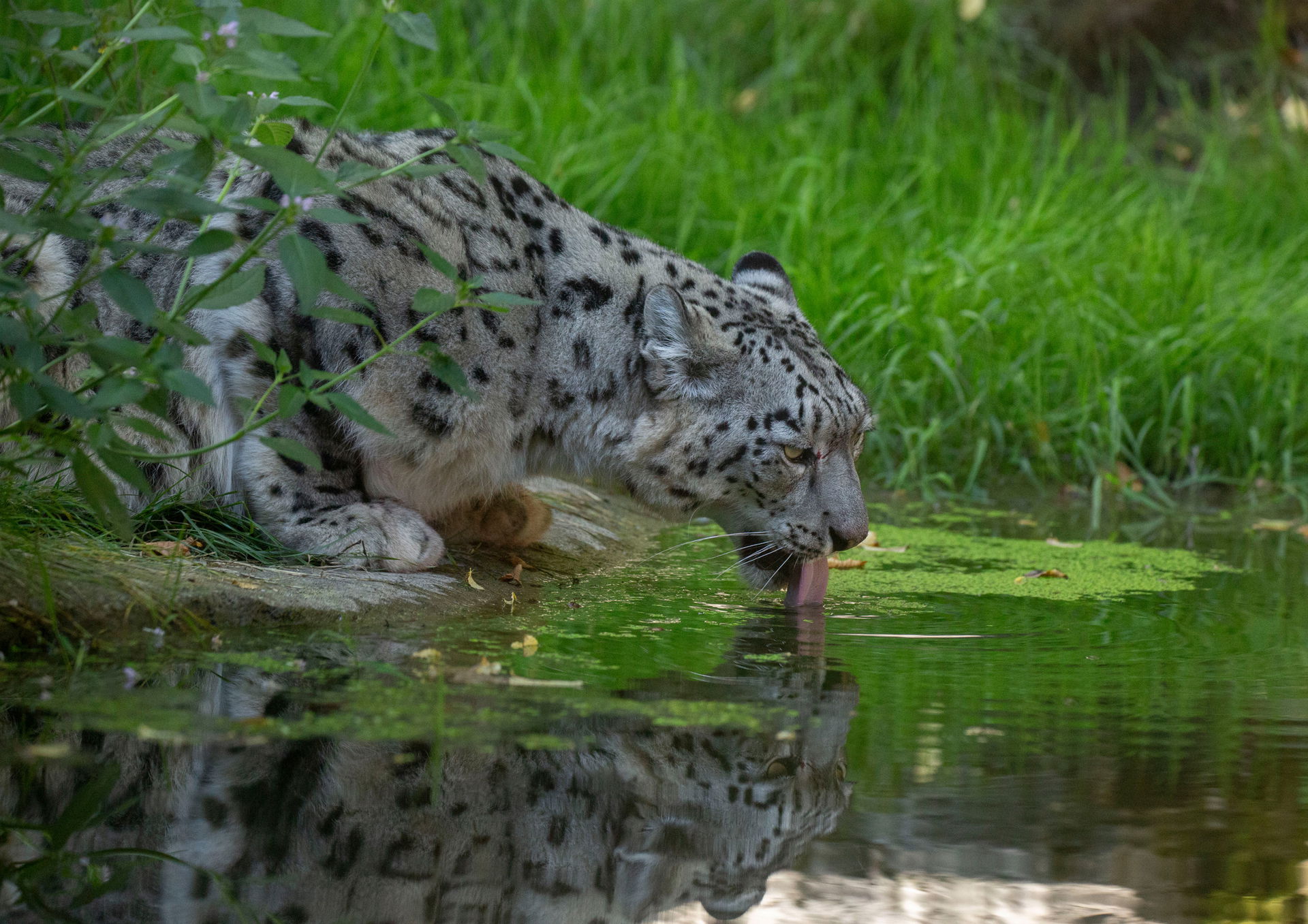 Schneeleopard (Panthera uncia) im Lebensraum Panthera des Zoo Zürich.