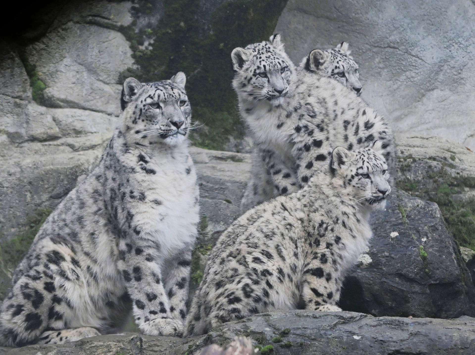 Schneeleoparden (Panthera uncia) im Lebensraum Panthera des Zoo Zürich.