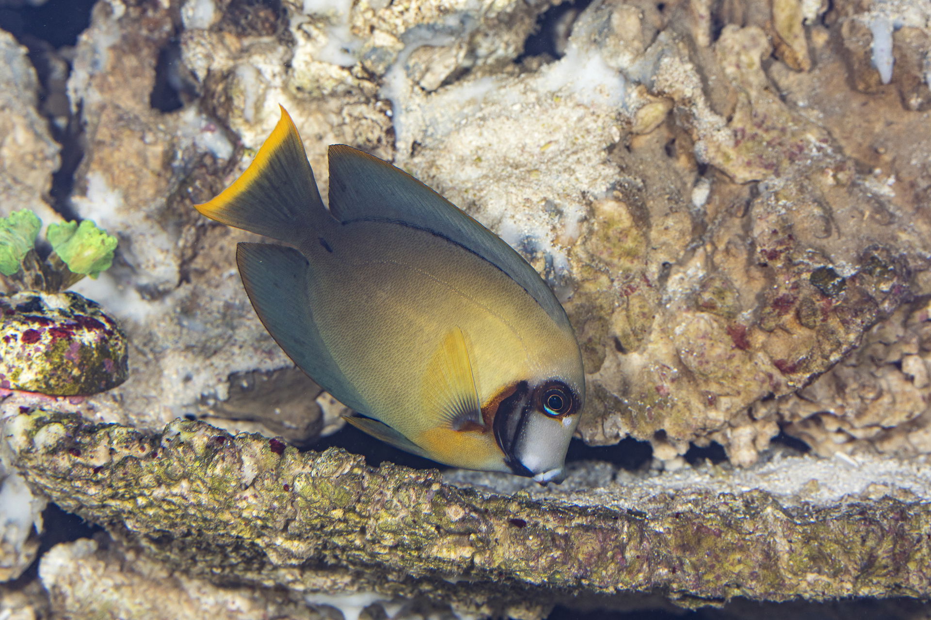 Schokoladen-Doktorfisch (Acanthurus pyroferus) im Zoo Zürich