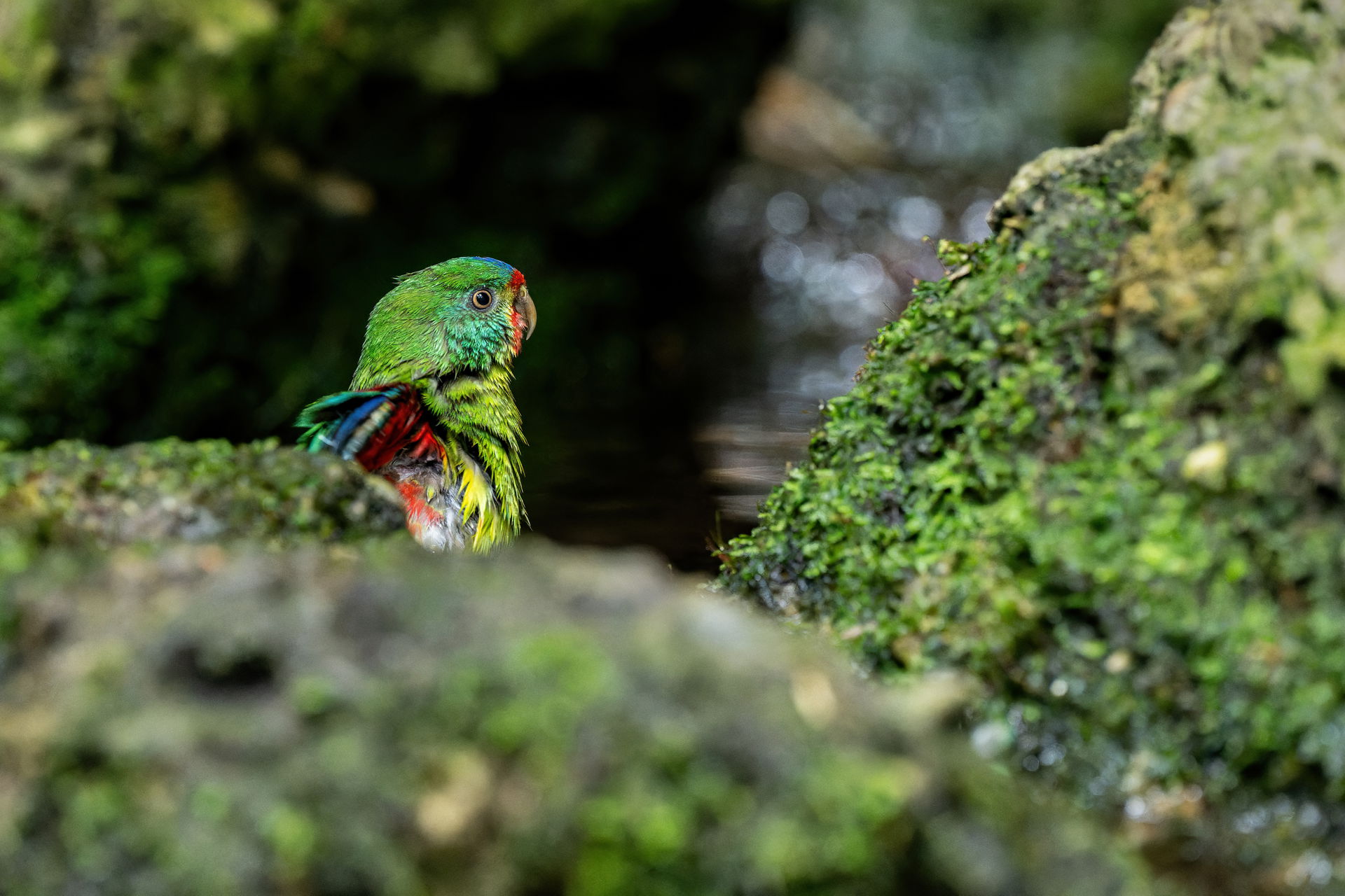 Schwalbensittich im Zoo Zürich
