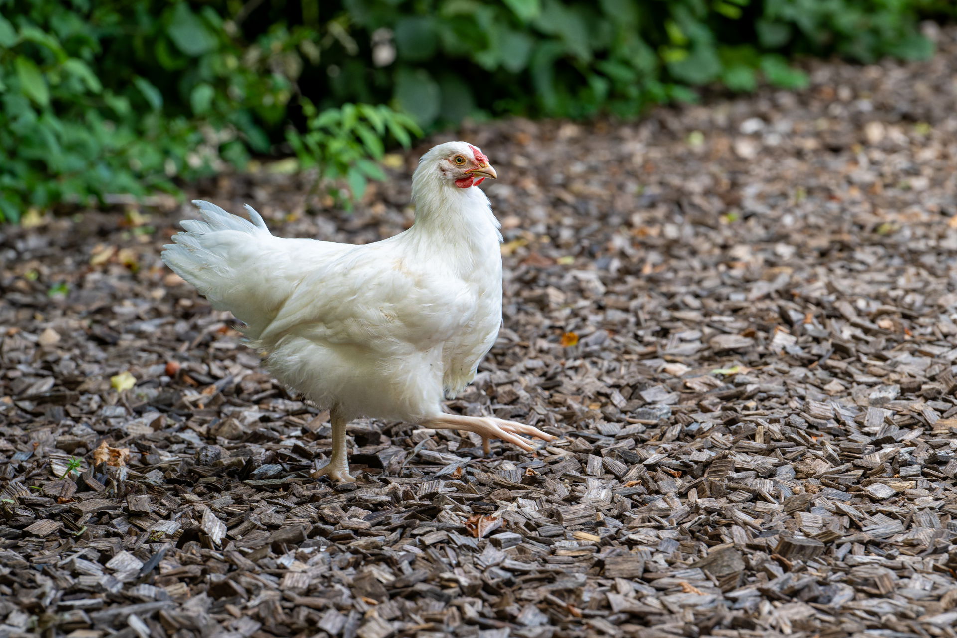 Schweizerhuhn im Zoolino des Zoo Zürich