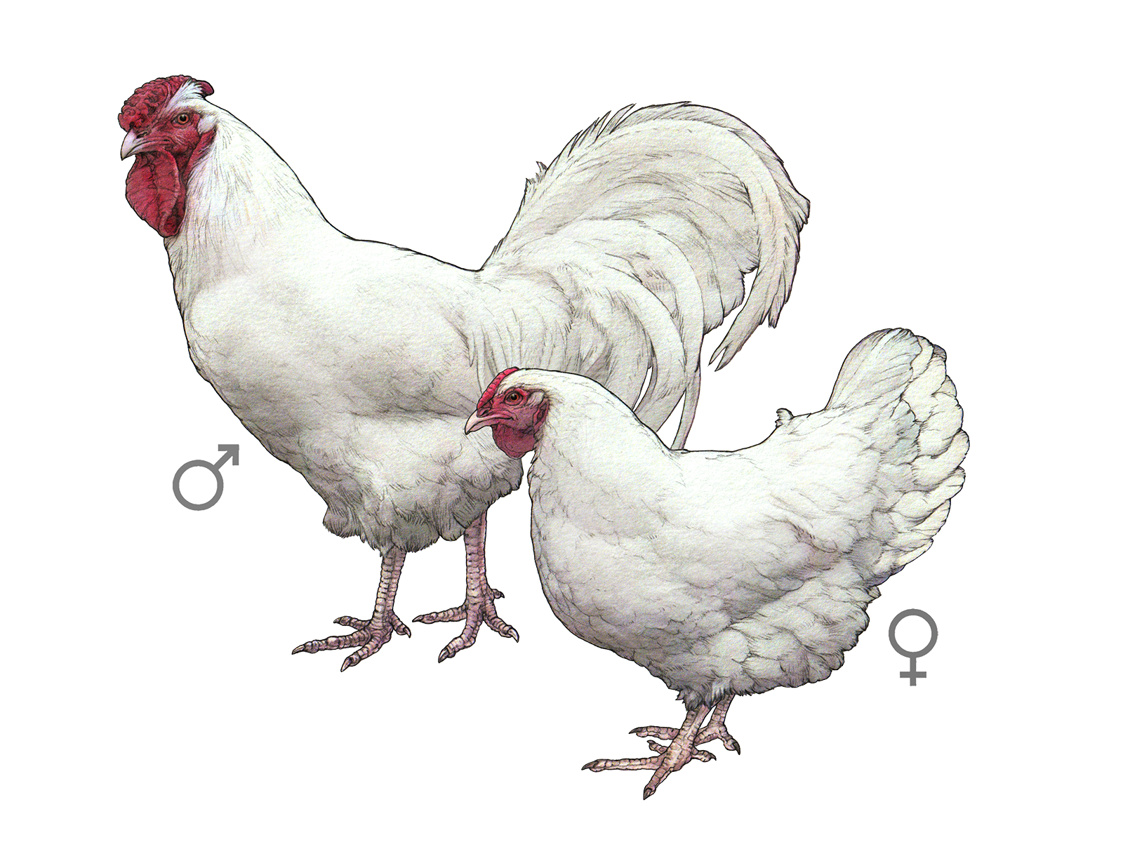 Wissenschaftliche Illustration des Schweizerhuhns.
