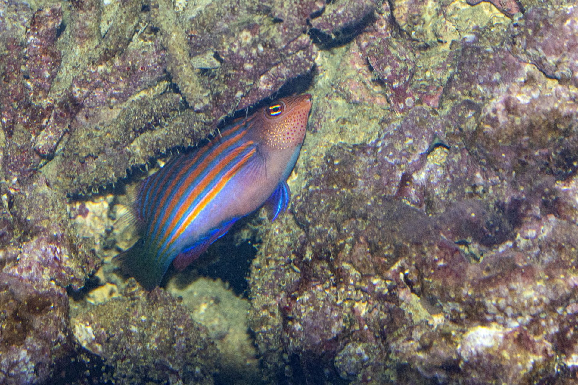 Sechsstreifen-Lippfisch im Zoo Zürich