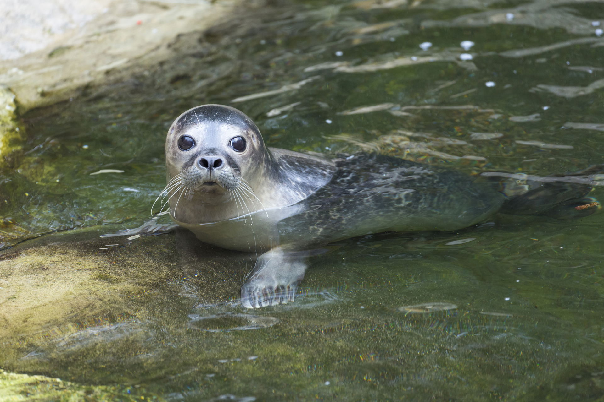 Seehund im Zoo Zürich