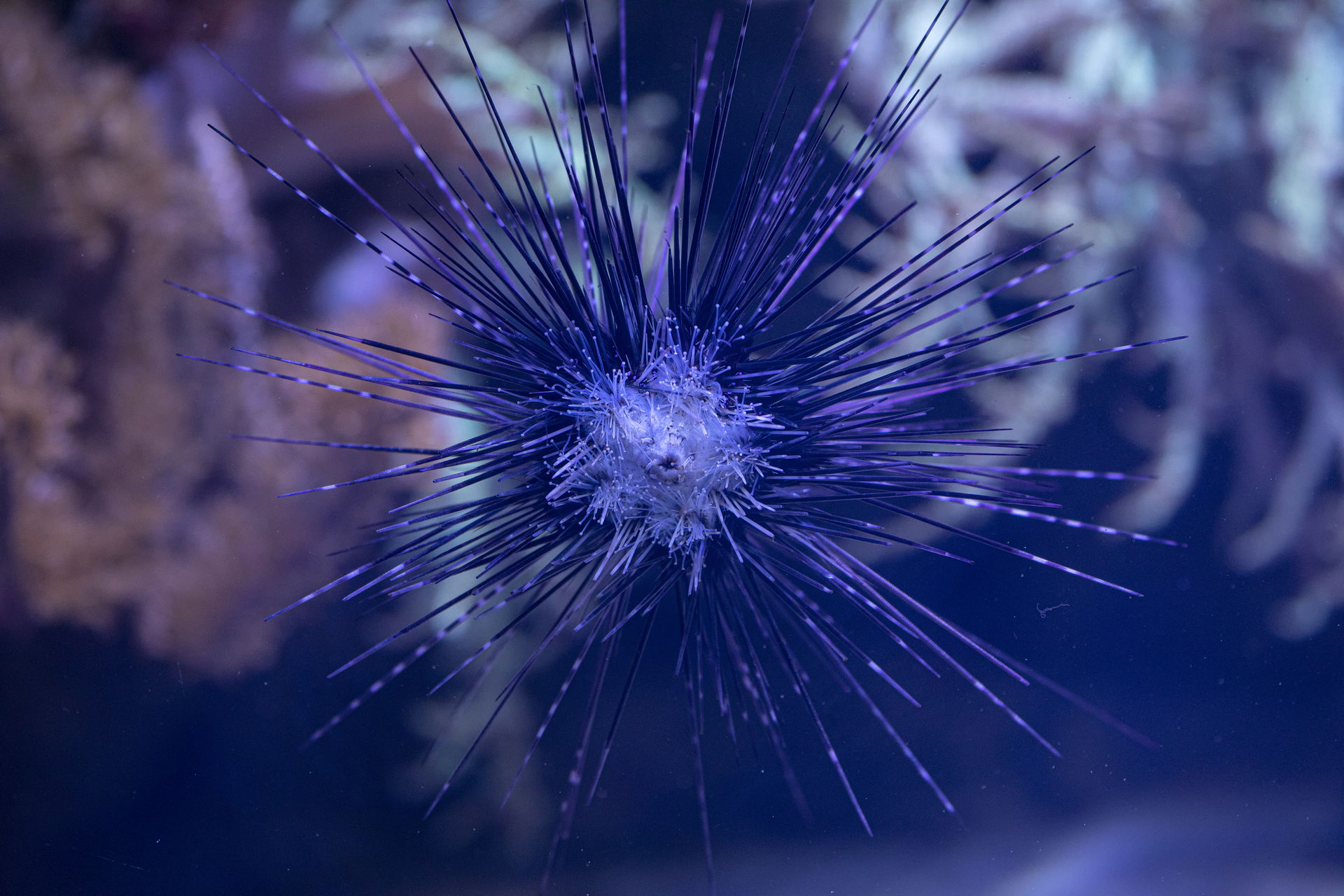 Seeigel im Aquarium des Zoo Zürich