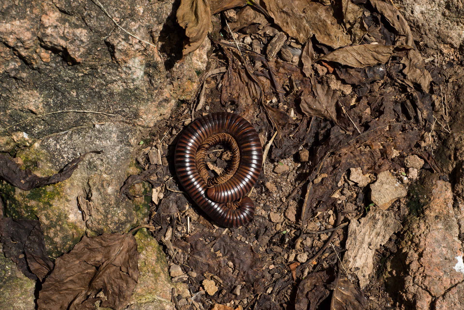 Seychellen-Riesentausendfüsser im Insektenwald des Zoo Zürich