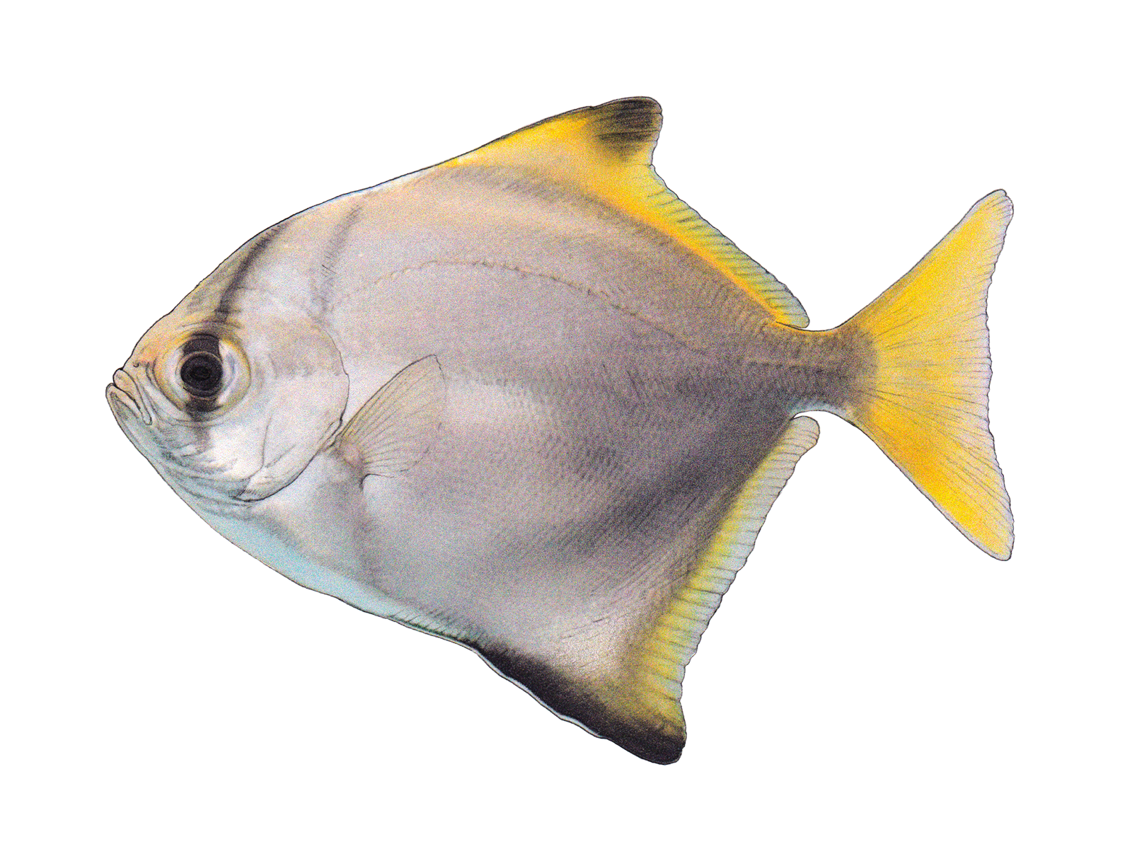 Wissenschaftliche Illustration des Silberflossenblatts.