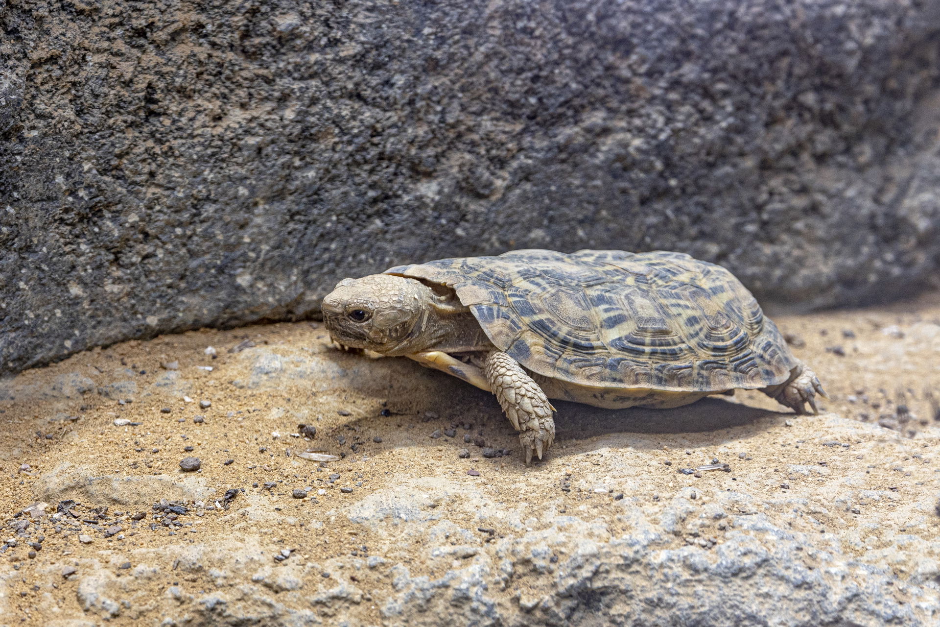 Spaltenschildkröte (Malacochersus tornieri) in der Lewa Savanne des Zoo Zürich