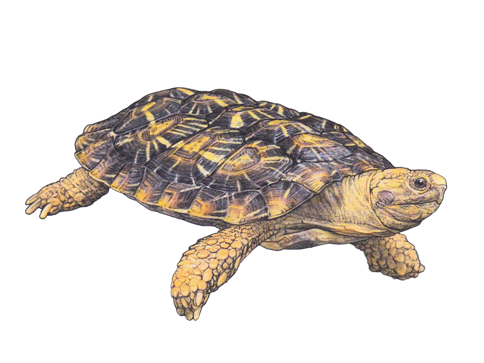 Wissenschaftliche Illustration der Spaltenschildkröte.