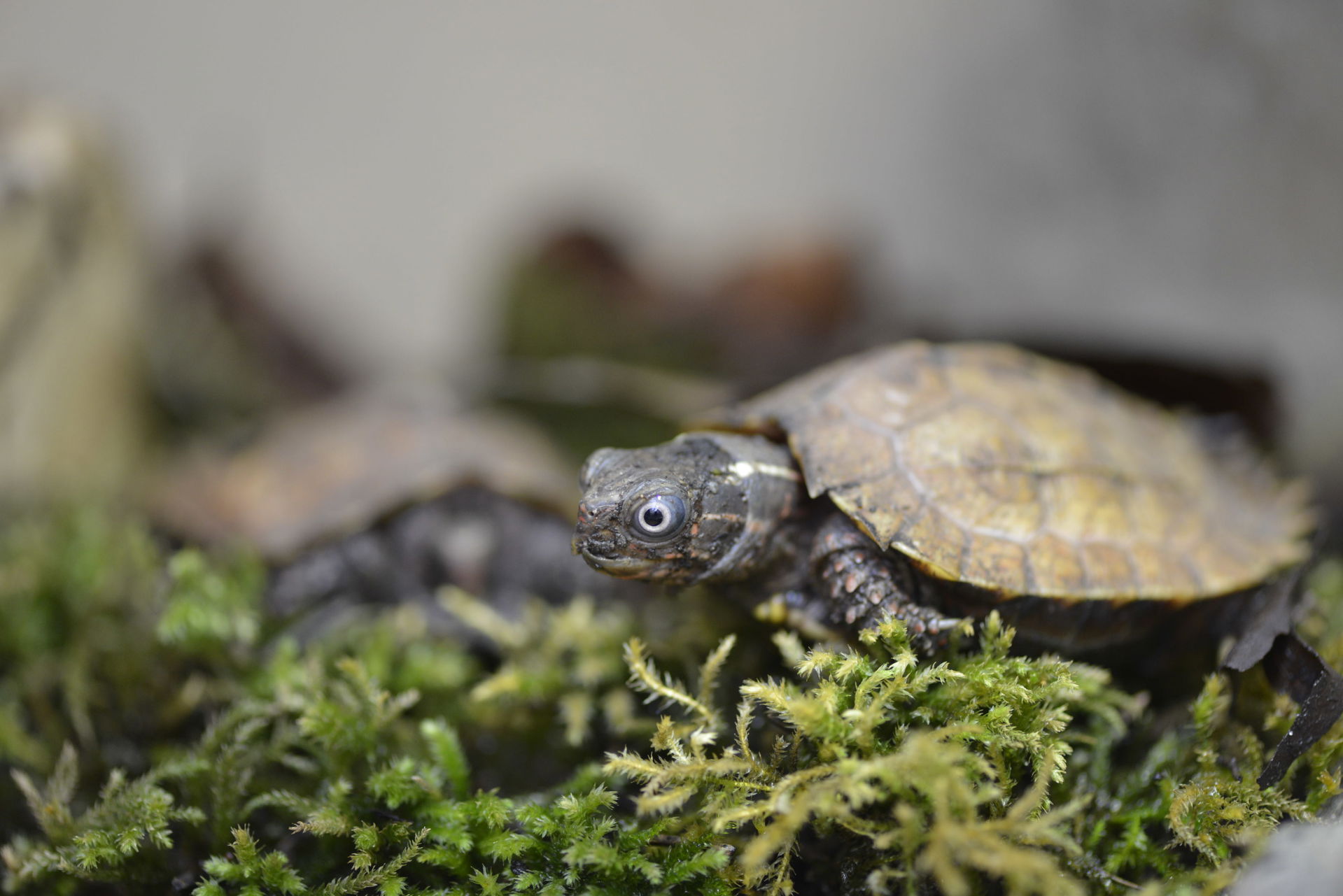 Spenglers Zacken-Erdschildkröte (Geoemyda spengleri)  im Kaeng Krachan Elefantenpark des Zoo Zürich
