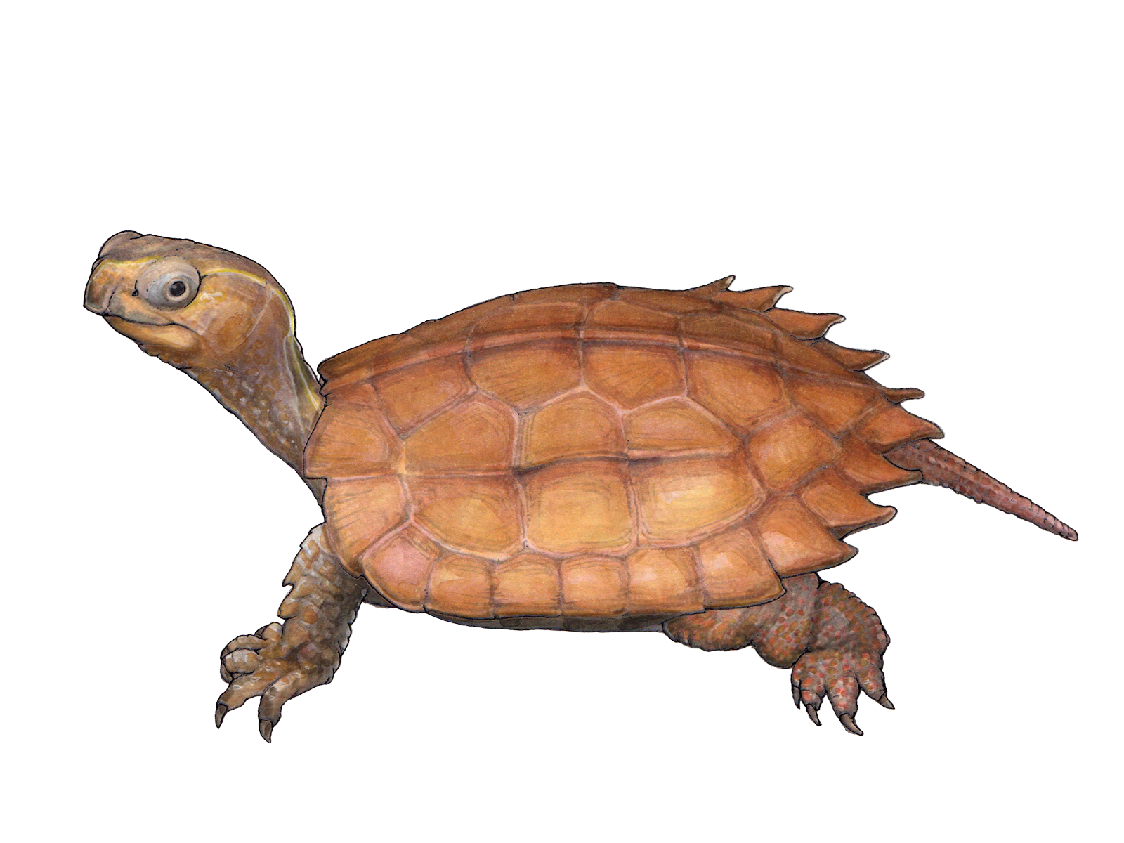 Wissenschaftliche Illustration von Spenglers Zacken-Erdschildkröte.
