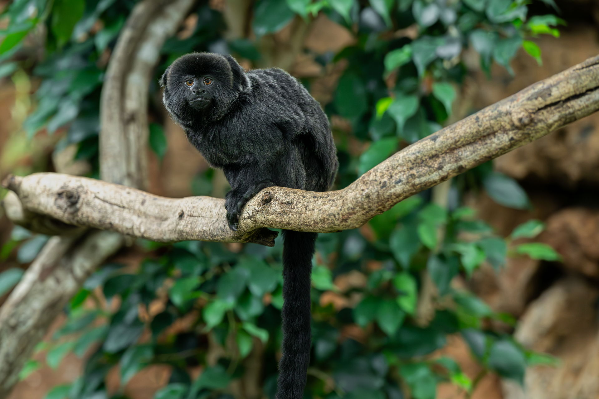 Springtamarin in der Forschungsstation des Zoo Zürich