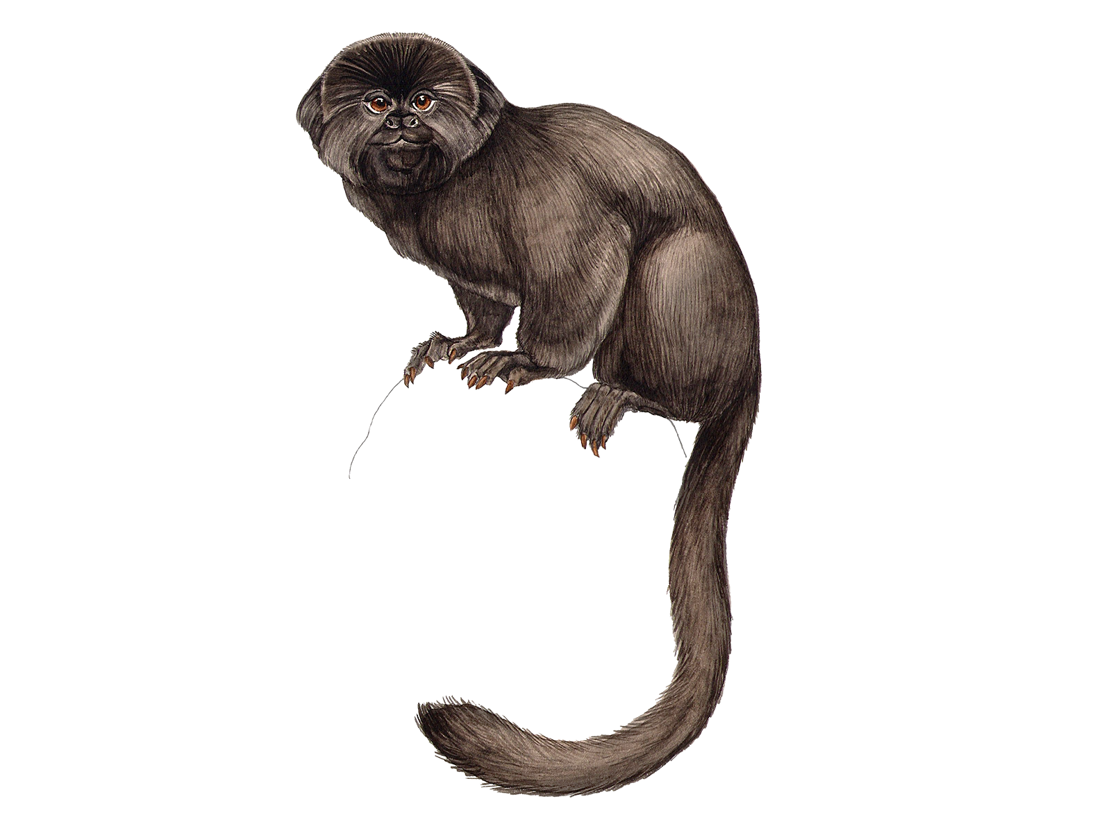 Wissenschaftliche Illustration des Springtamarins.