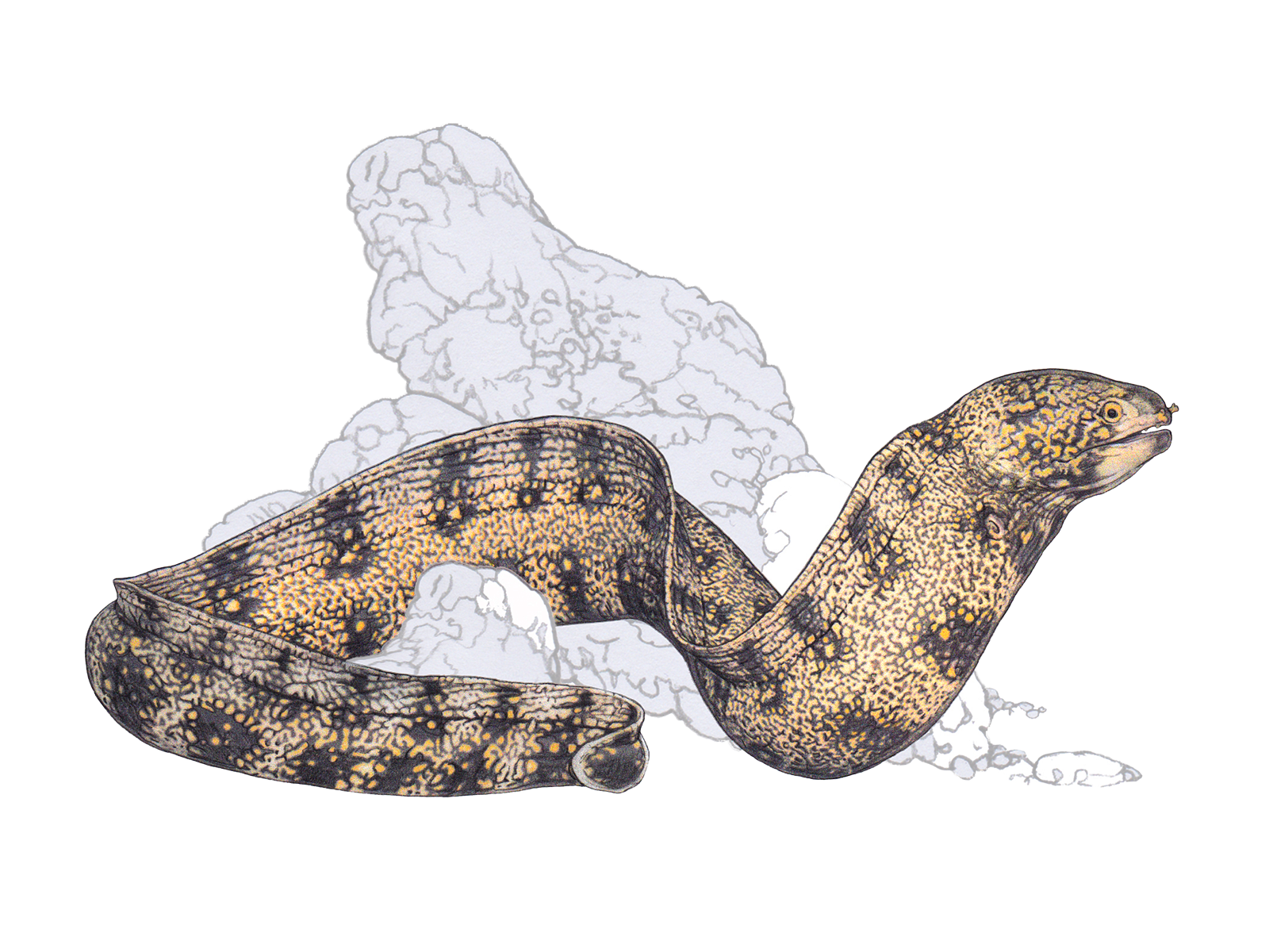 Wissenschaftliche Illustration der Sternfleckenmuräne.