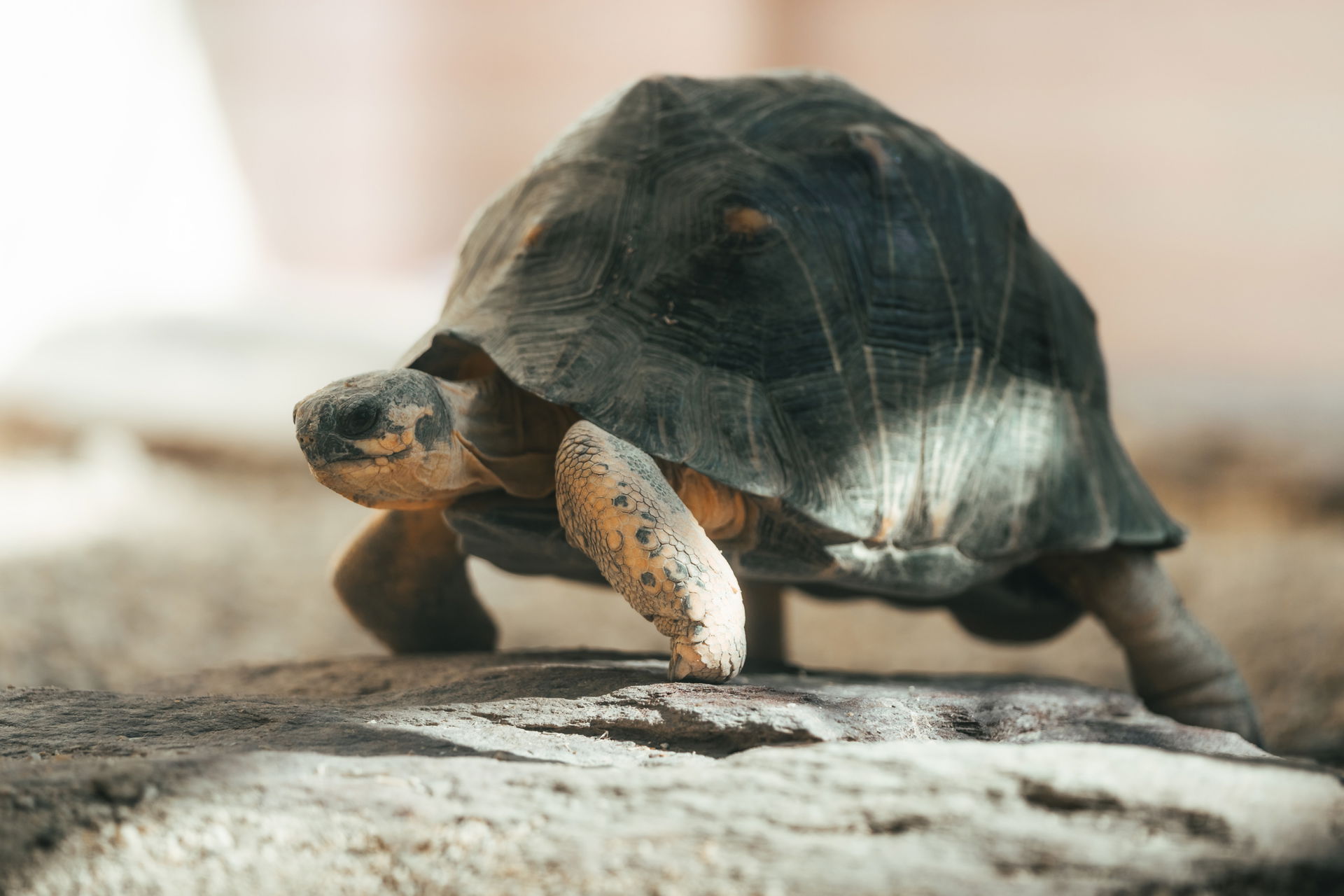 Strahlenschildkröte (Astrochelys radiata ) im Zoo Zürich