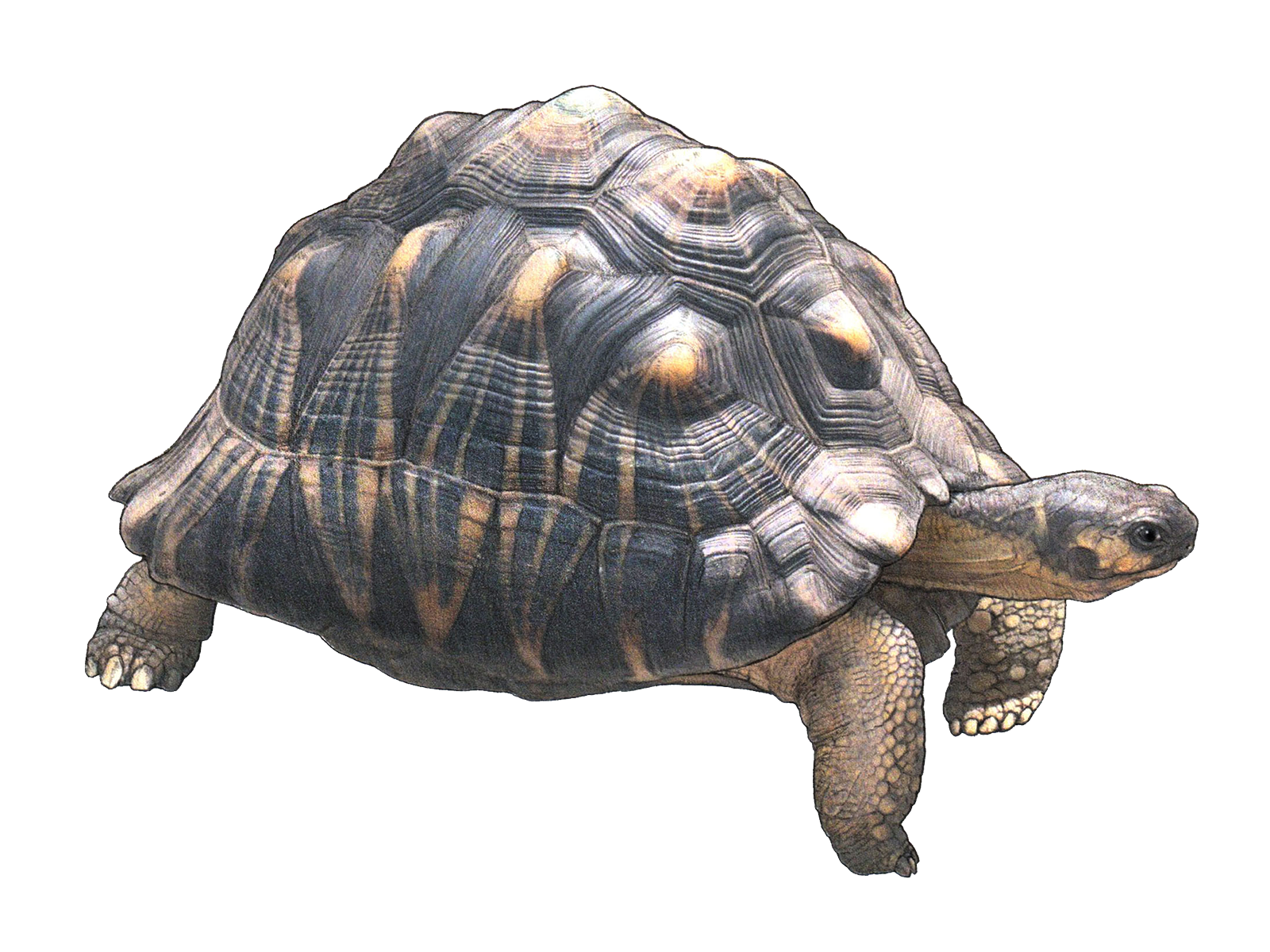 Wissenschaftliche Illustration der Strahlenschildkröte.