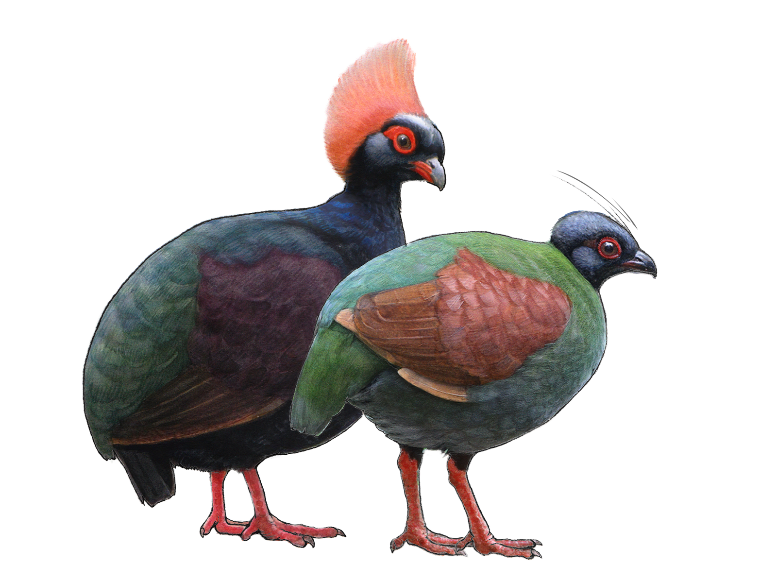 Wissenschaftliche Illustration der Strausswachtel.