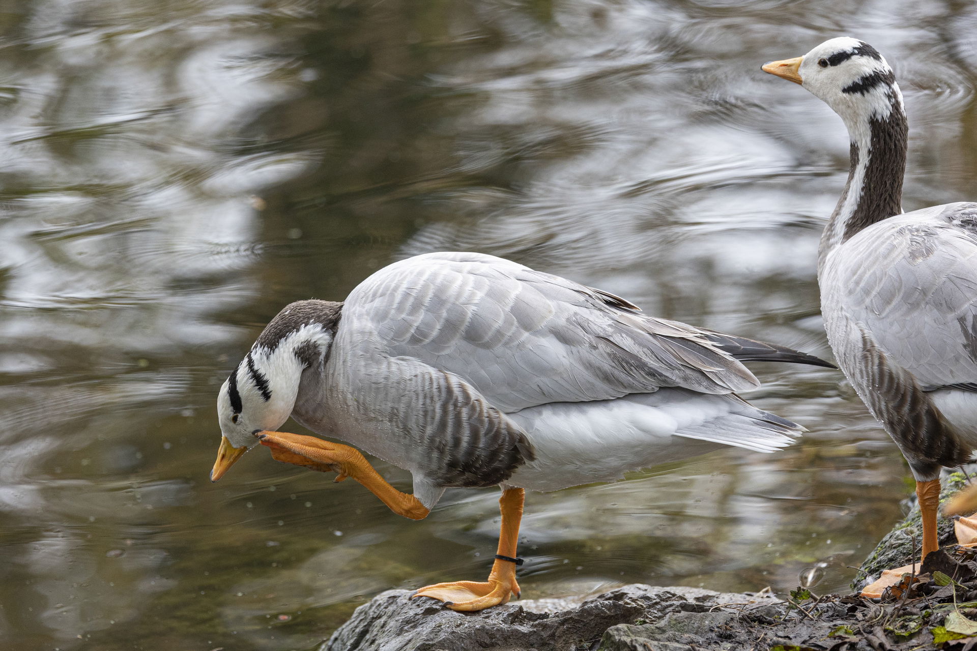 Streifengans (Anser indicus) im Zoo Zürich