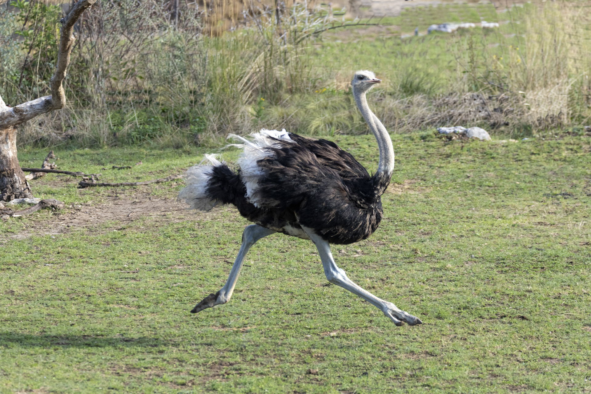 Südafrikanischer Blauhalsstrauss in der Lewa Savanne des Zoo Zürich