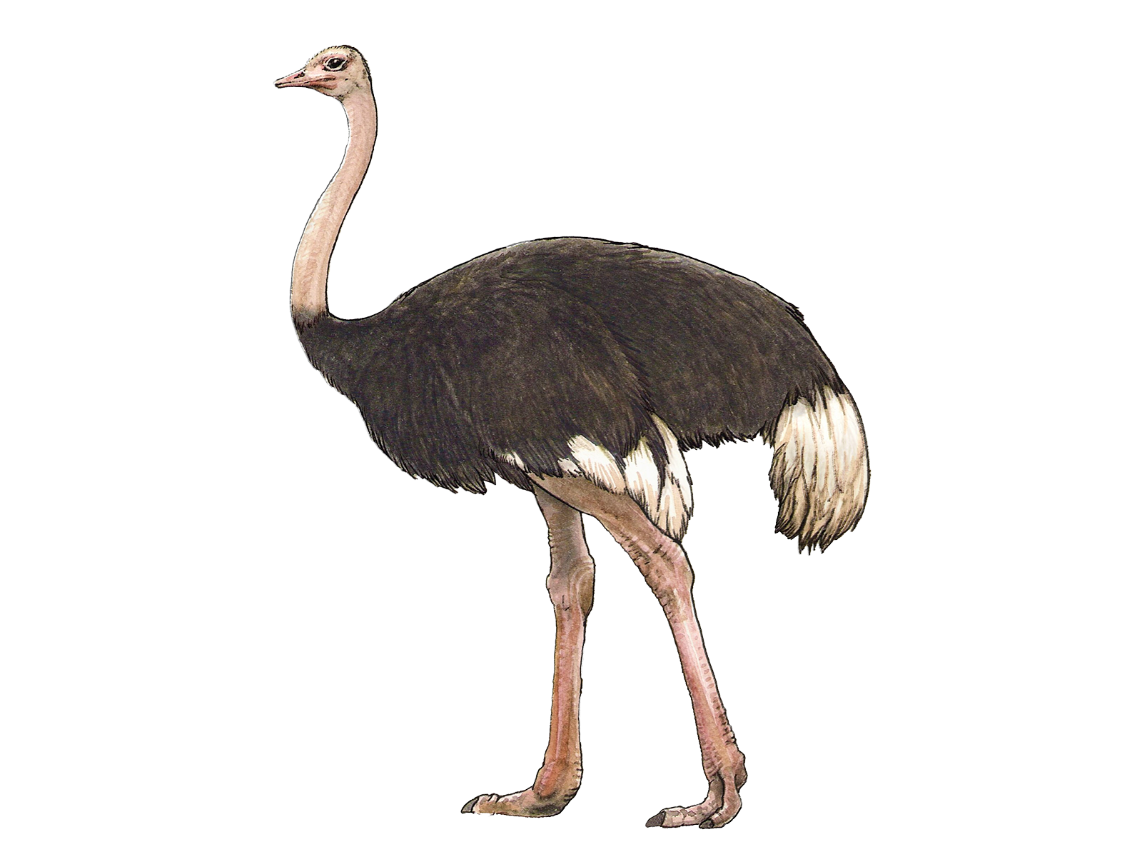 Wissenschaftliche Illustration des Südafrikanischen Blauhalsstrausses.