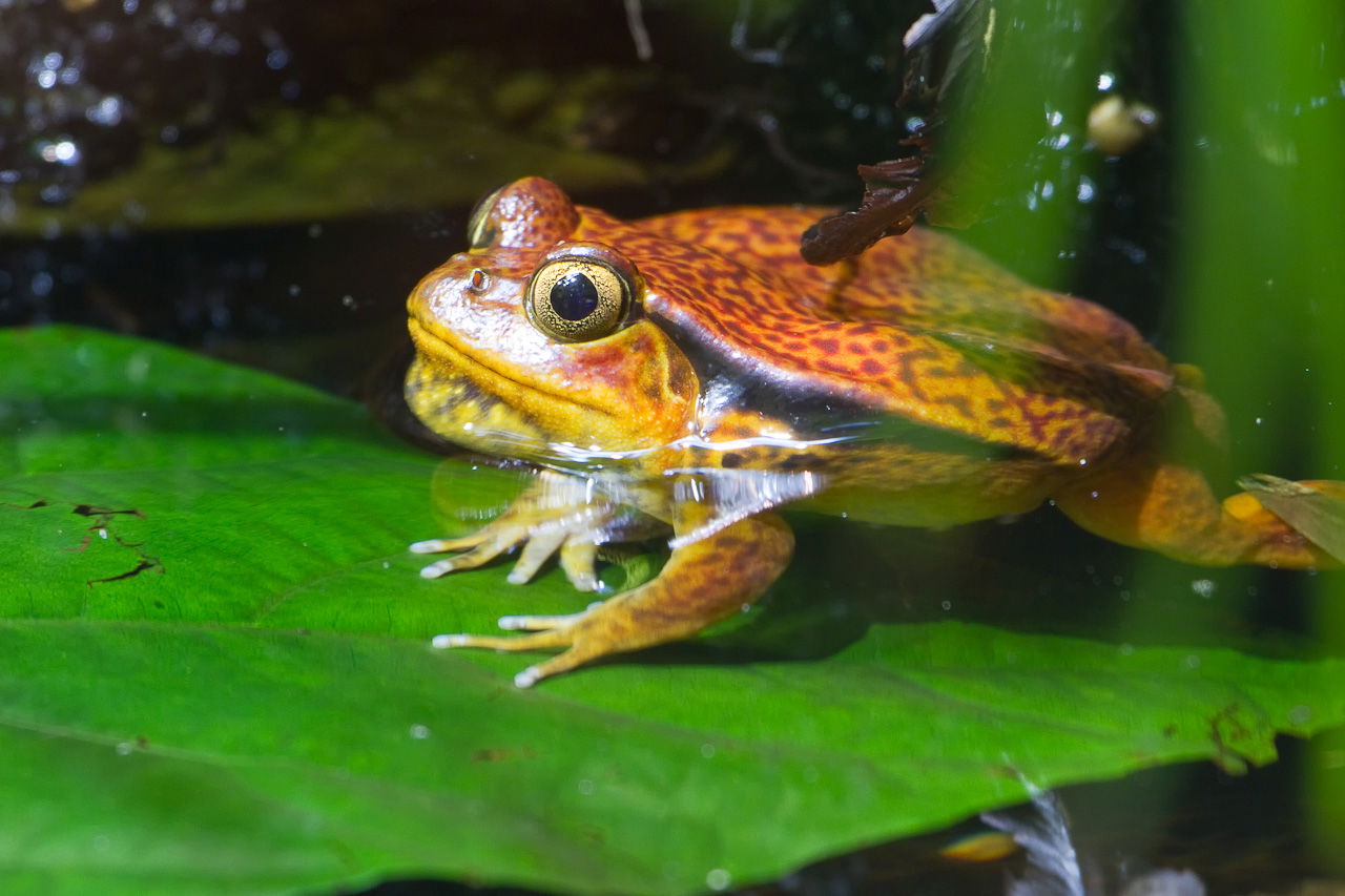 Südlicher Tomatenfrosch (Dyscophus guineti) im Masoala Regenwald des Zoo Zürich