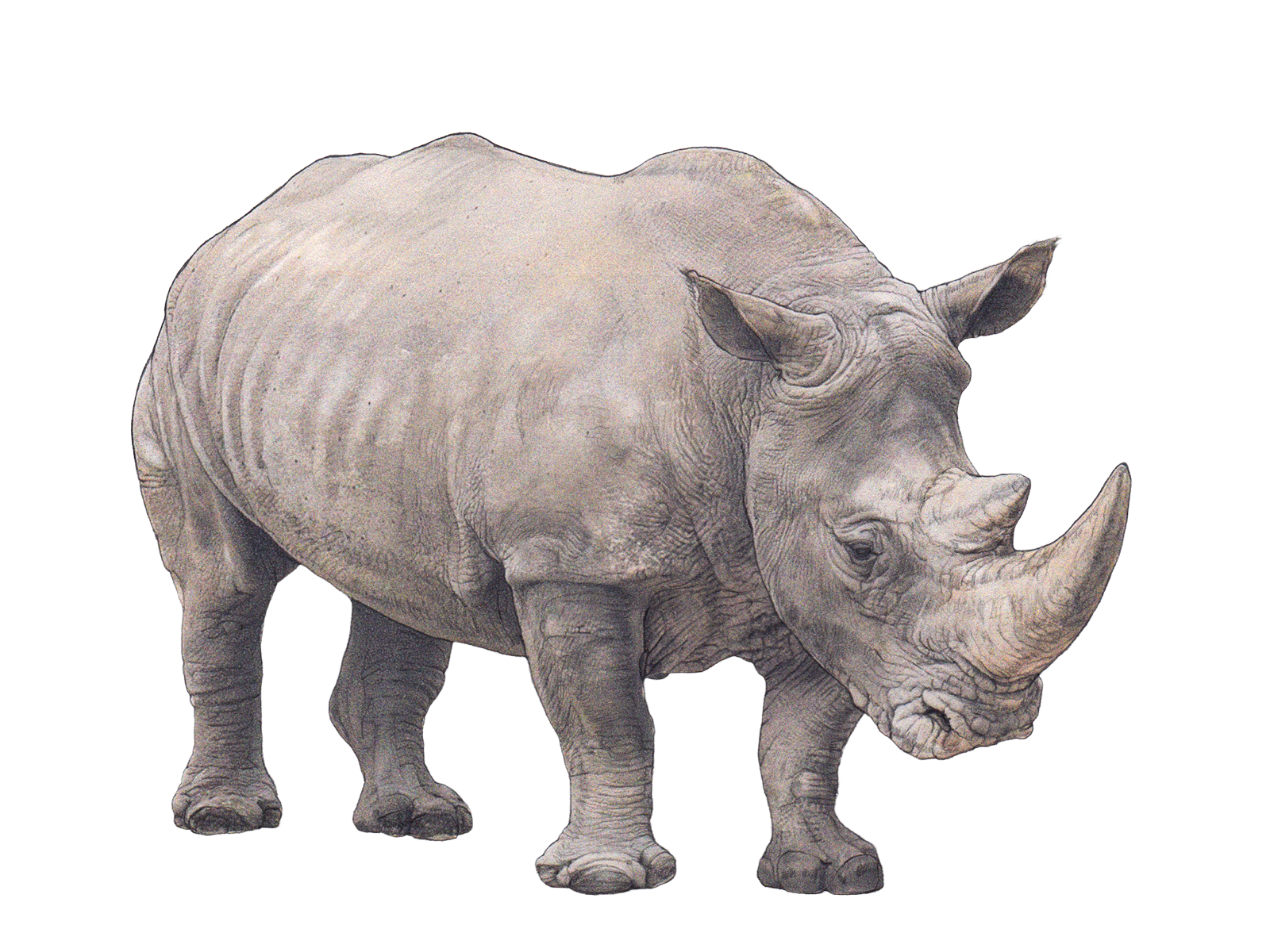 Wissenschaftliche Illustration des Südlichen Breitmaulnashorns.