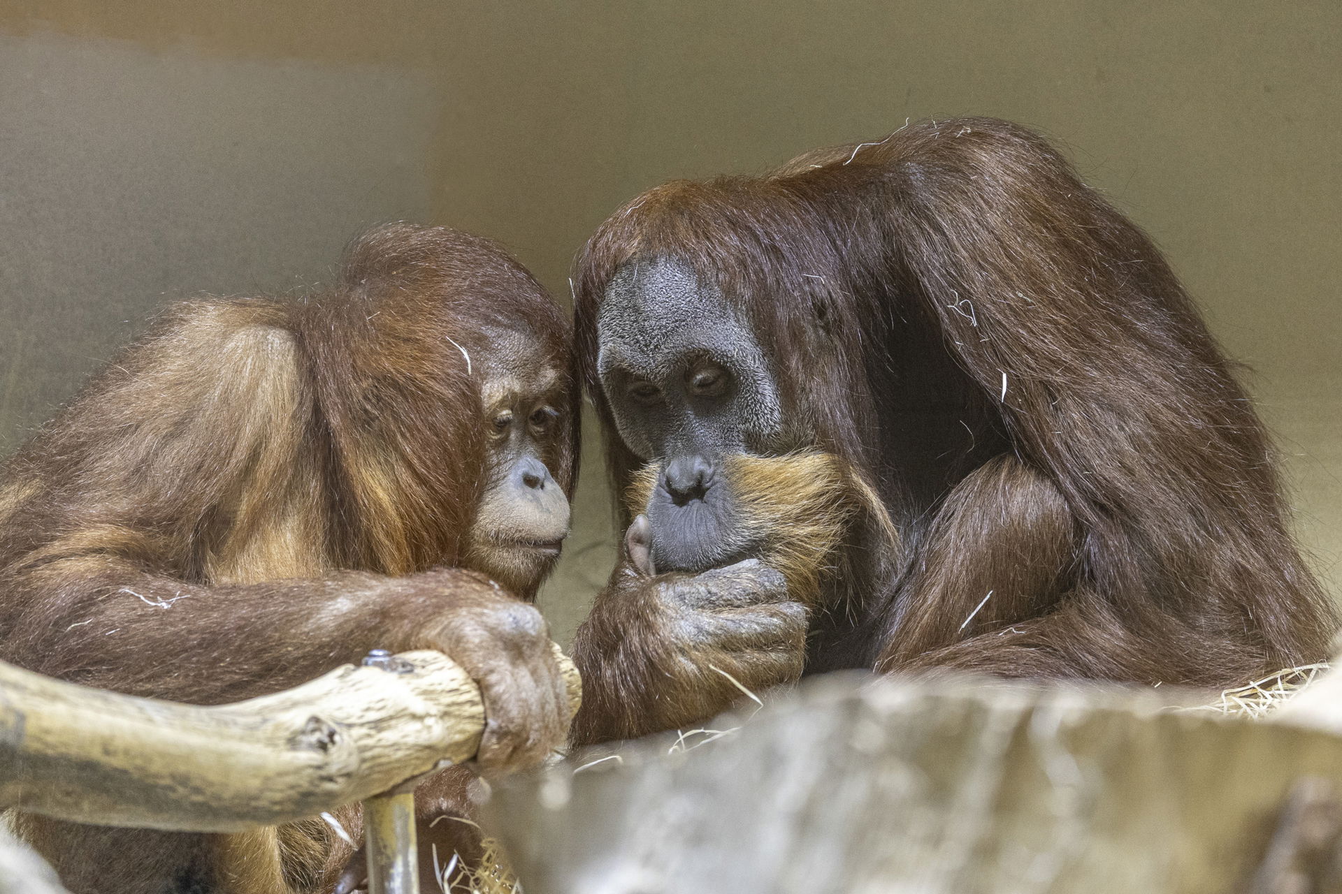 Sumatra-Orang-Utan (Pongo abelii) im Zoo Zürich.