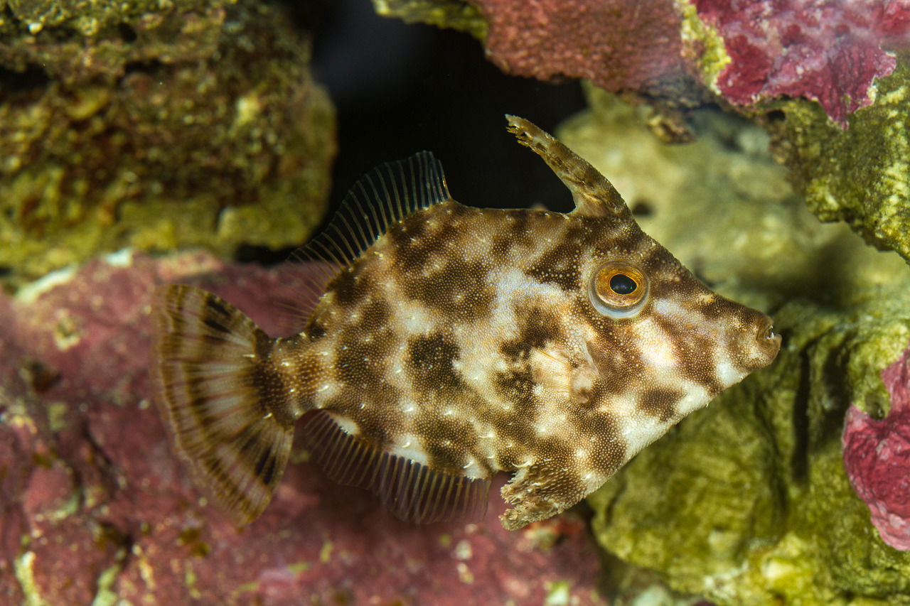 Tangfeilenfisch im Aquarium des Zoo Zürich