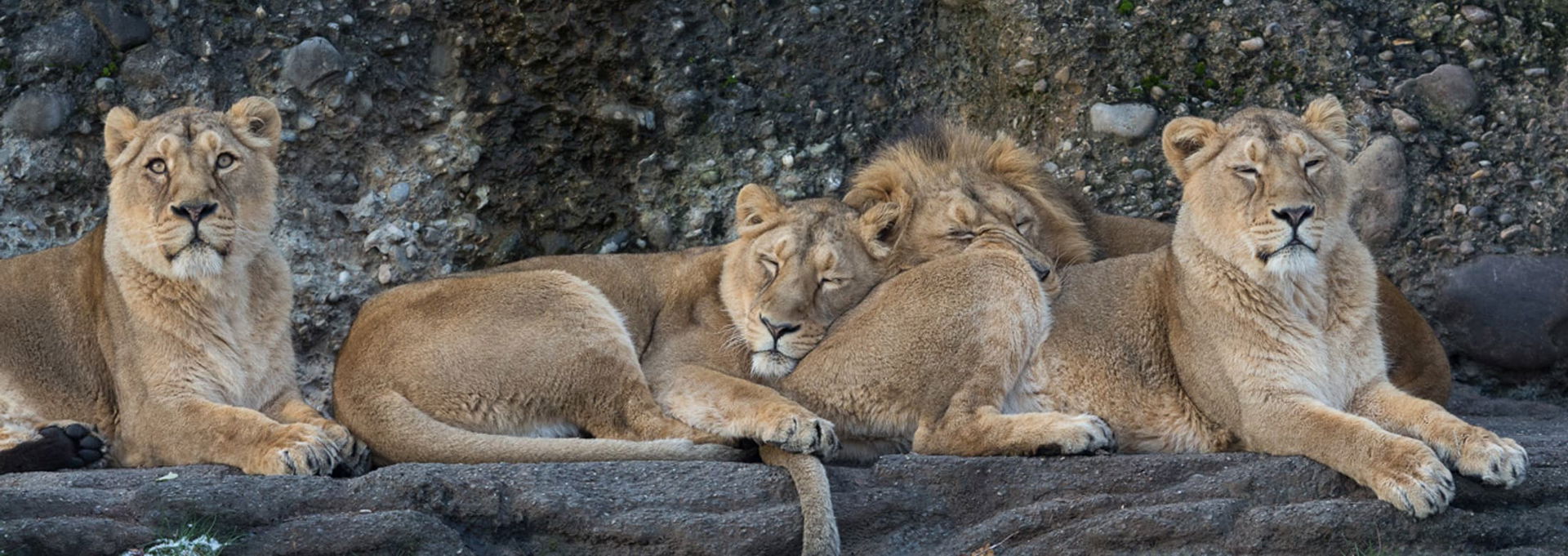 Asiatische Löwen im Panthera des Zoo Zürich