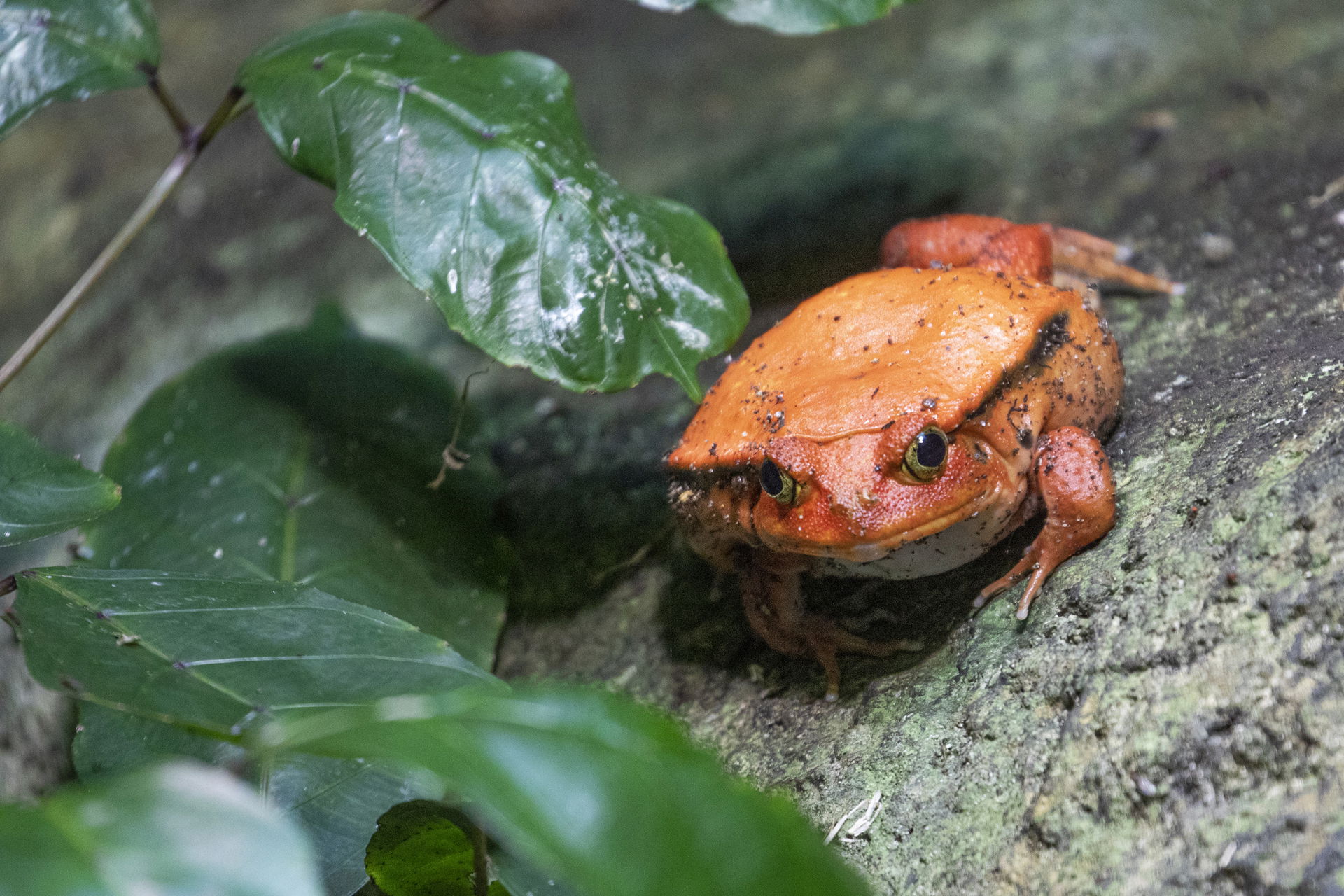 Tomatenfrosch (Dyscophus antongilii) im Masoala Regenwald des Zoo Zürich