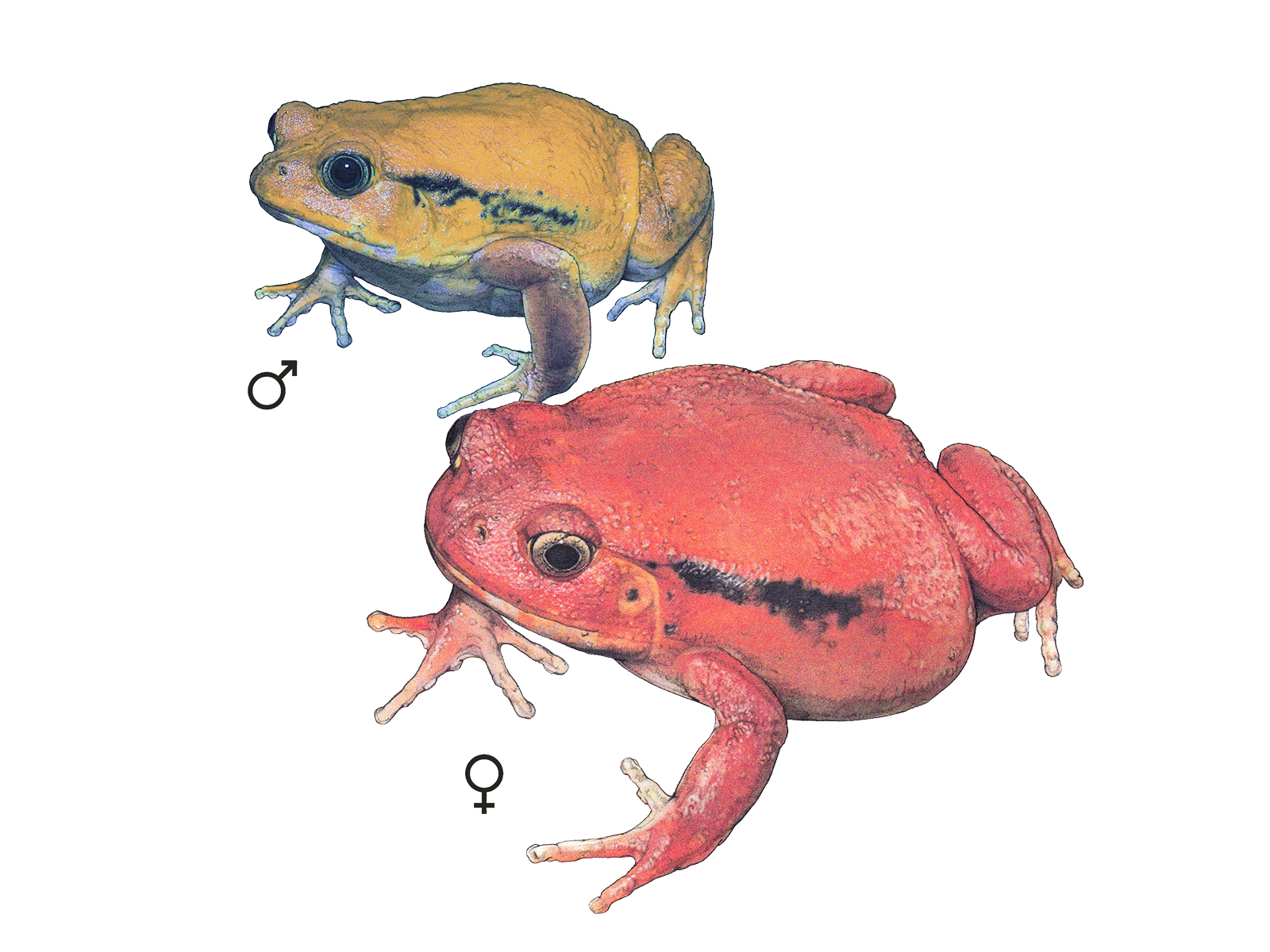 Wissenschaftliche Illustration des Tomatenfrosches.