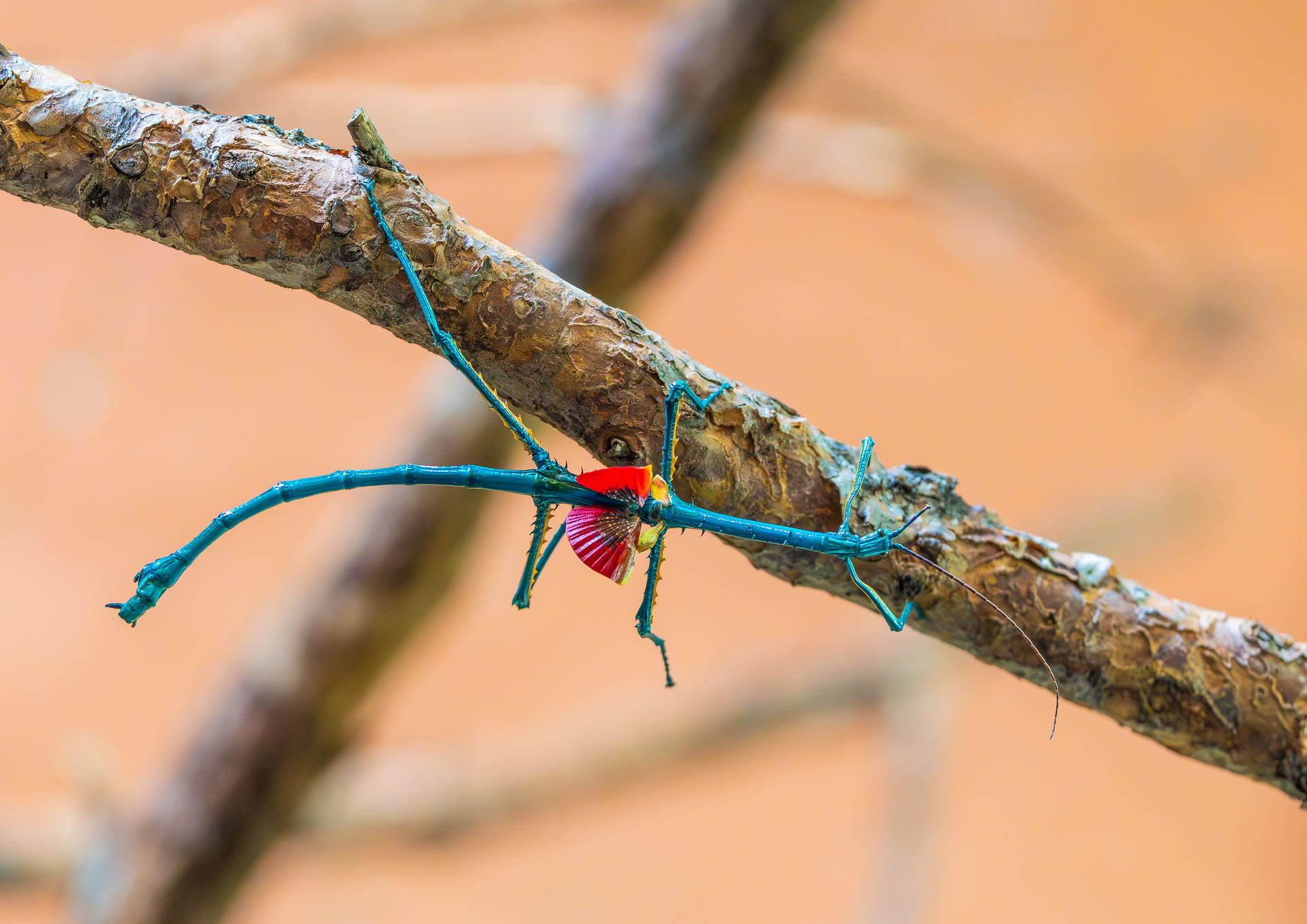 Türkisblaue Riesenstabschrecke im Inseltenwald des Zoo Zürich.