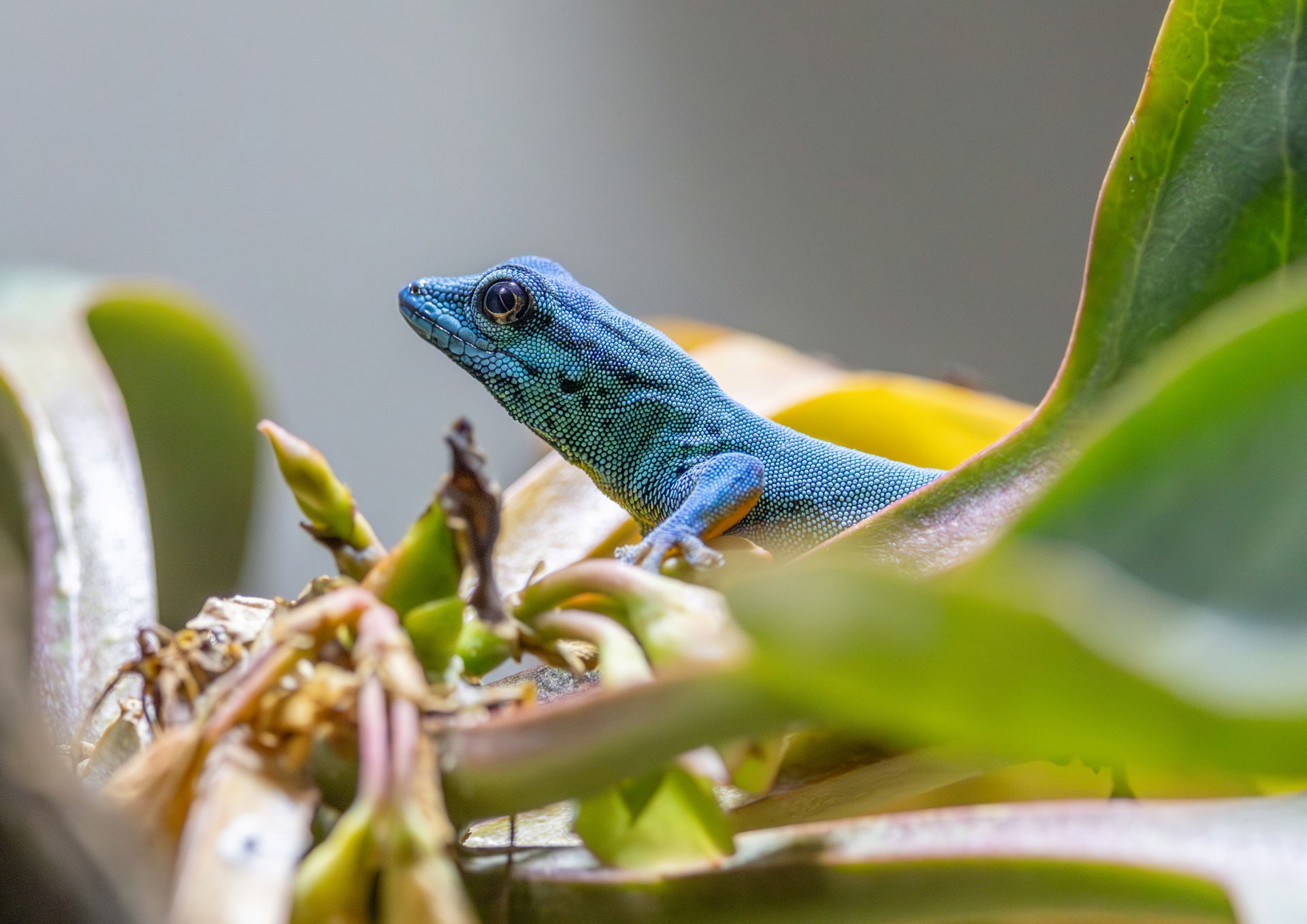 Türkisblauer Zwerggecko (Lygodactylus williamsi) im Zoo Zürich