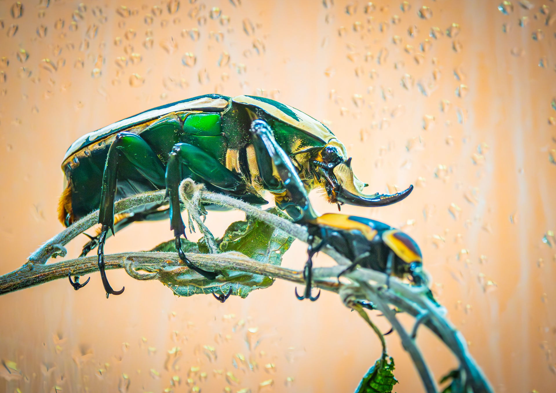 Uganda-Rosenkäfer im Insektenwald des Zoo Zürich