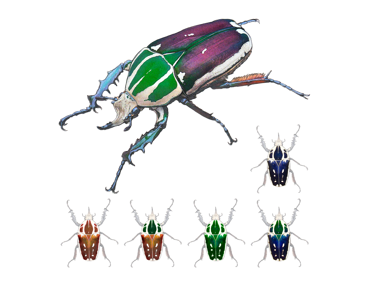 Wissenschaftliche Illustration des Uganda-Rosenkäfers.