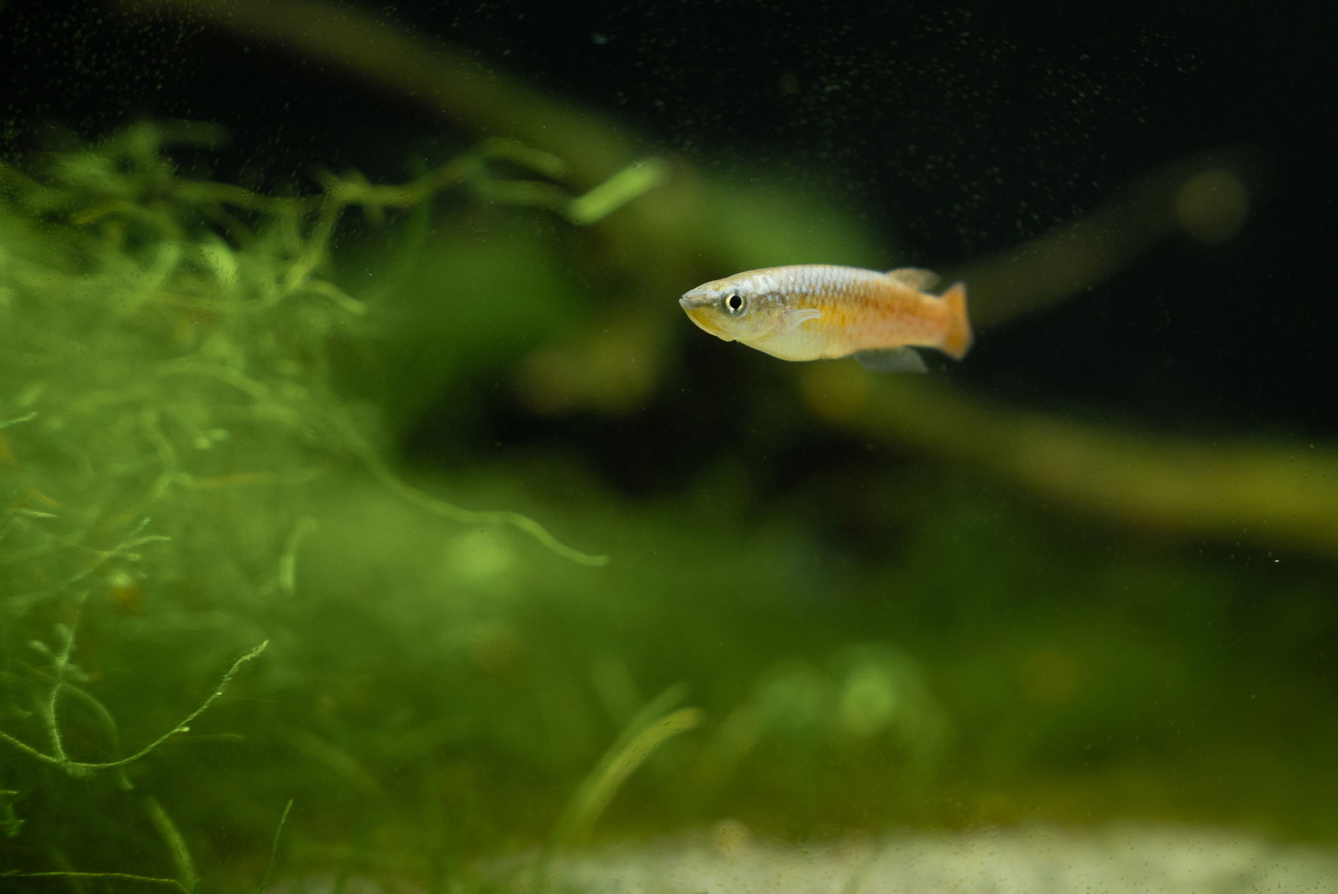 Der Varatraza-Madagaskar-Hechtling (Pachypanchax varatraza) in der Forschungsstation des Zoo Zürich
