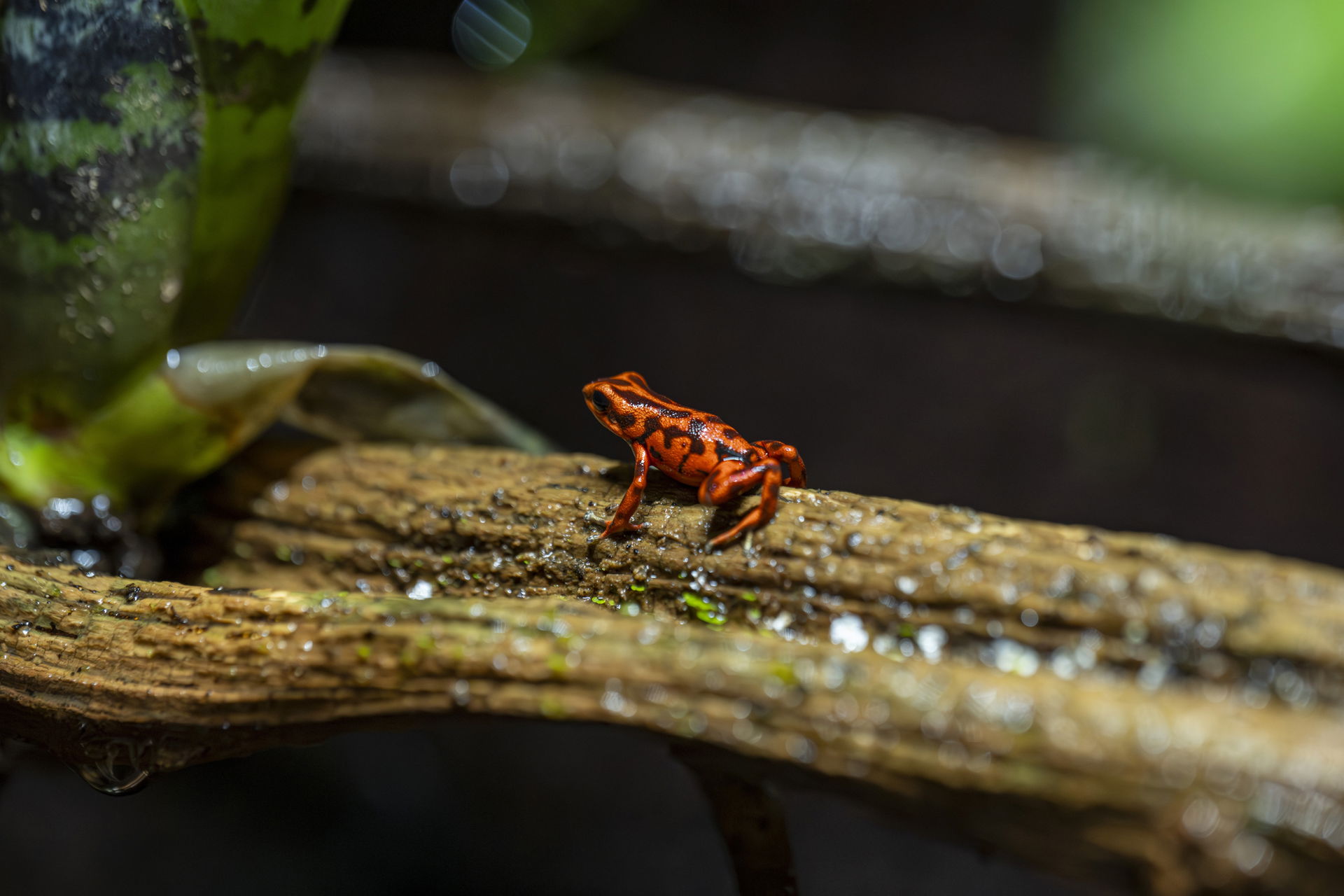 Vicente-Baumsteiger (Oophaga vicentei) in der Forschungsstation des Zoo Zürich