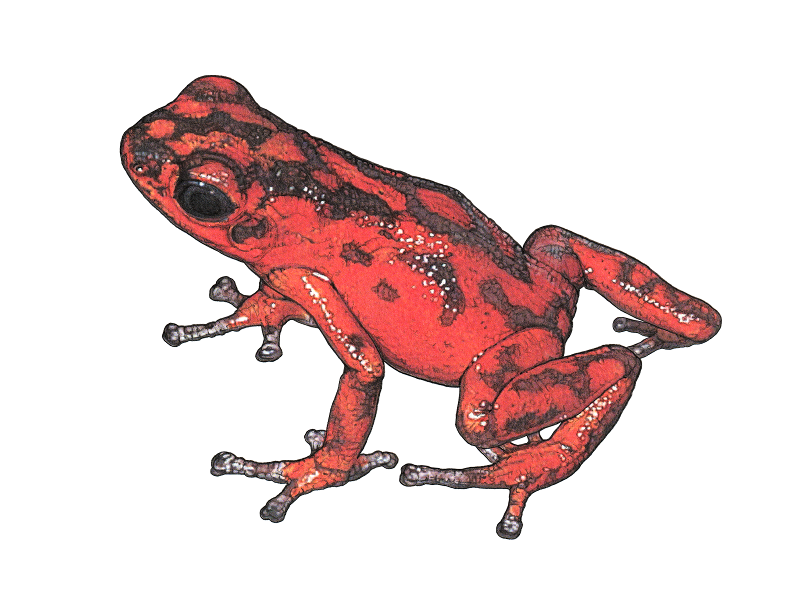 Wissenschaftliche Illustration des Vicente-Baumsteigers.
