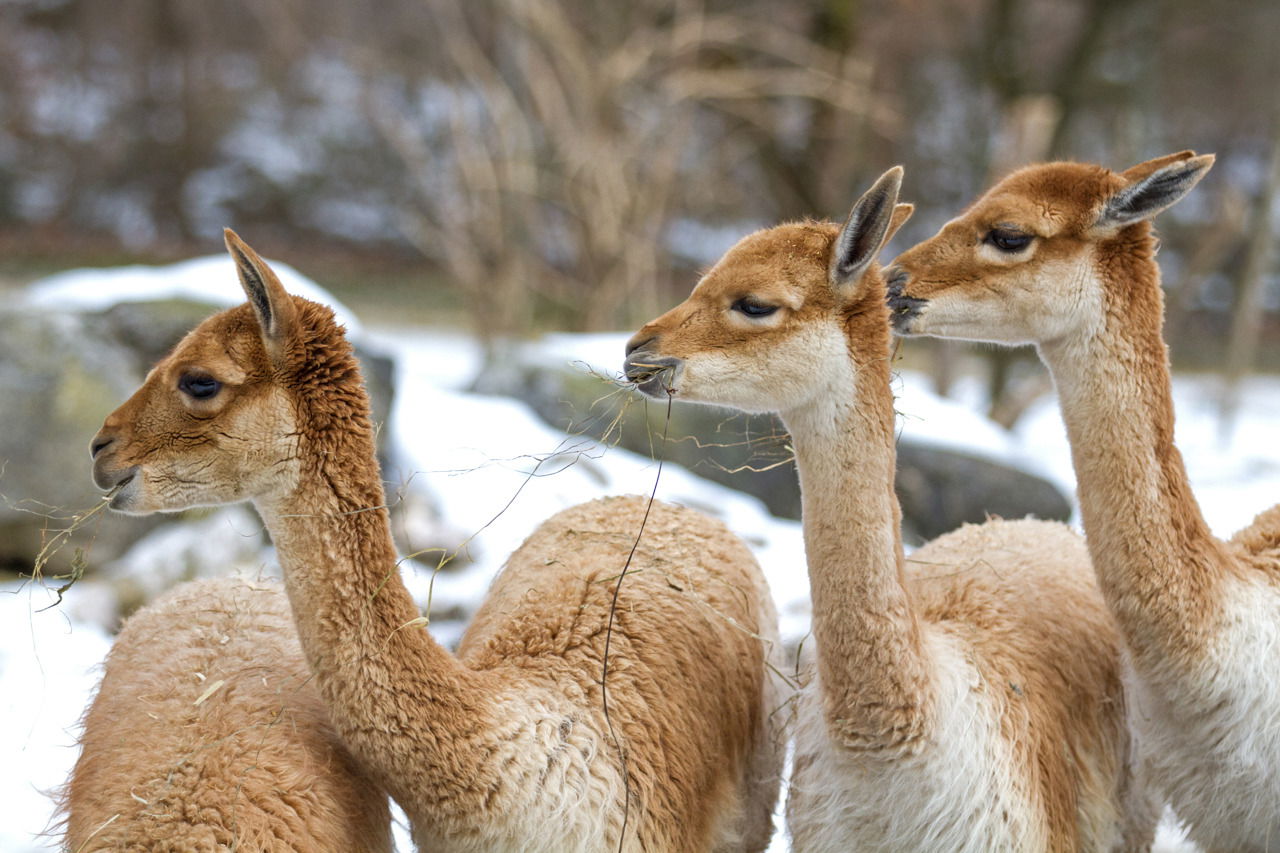 Vikunja (Vicugna vicugna) im Zoo Zürich