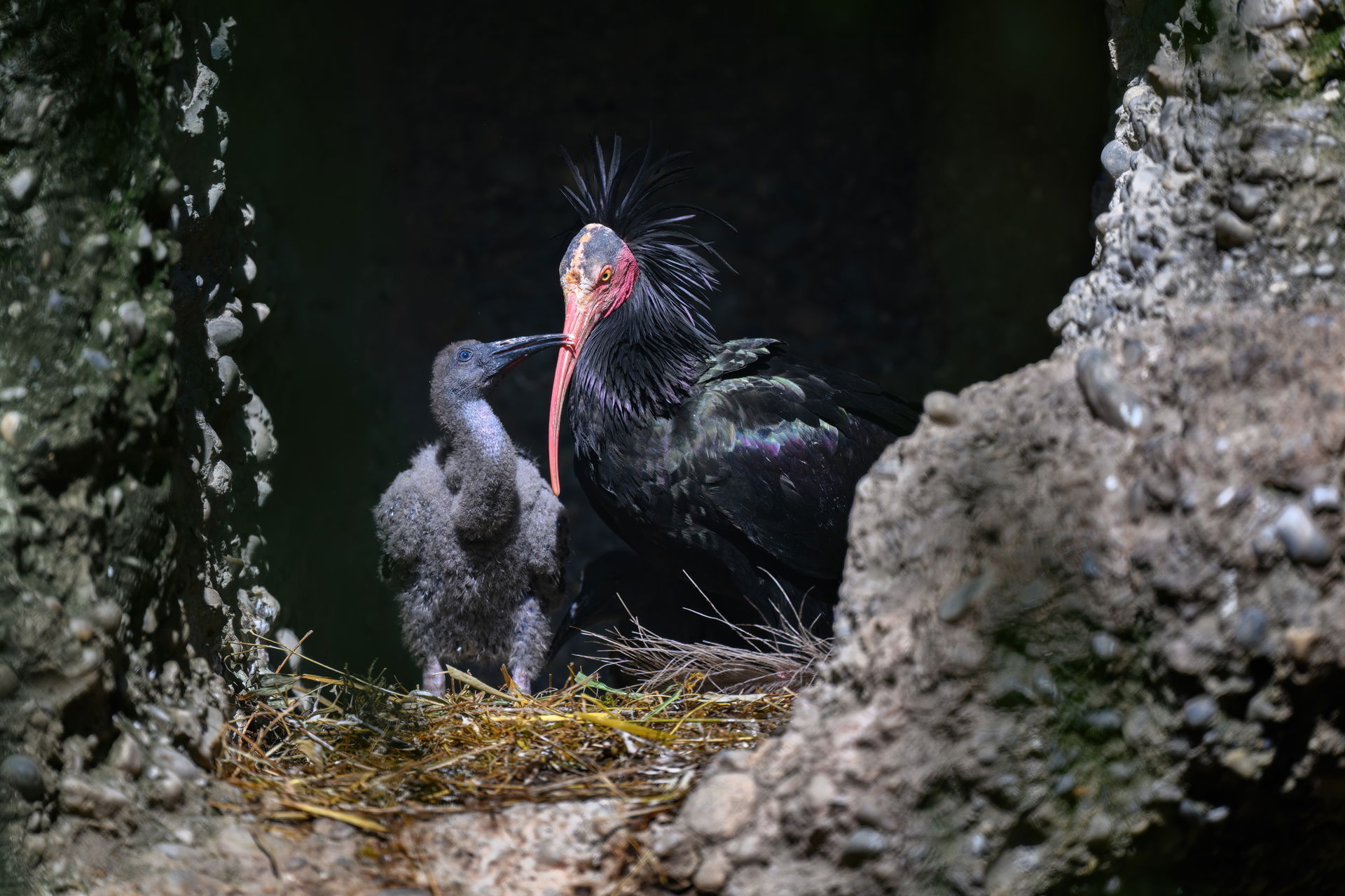 Waldrapp (Geronticus eremita) im Zoo Zürich