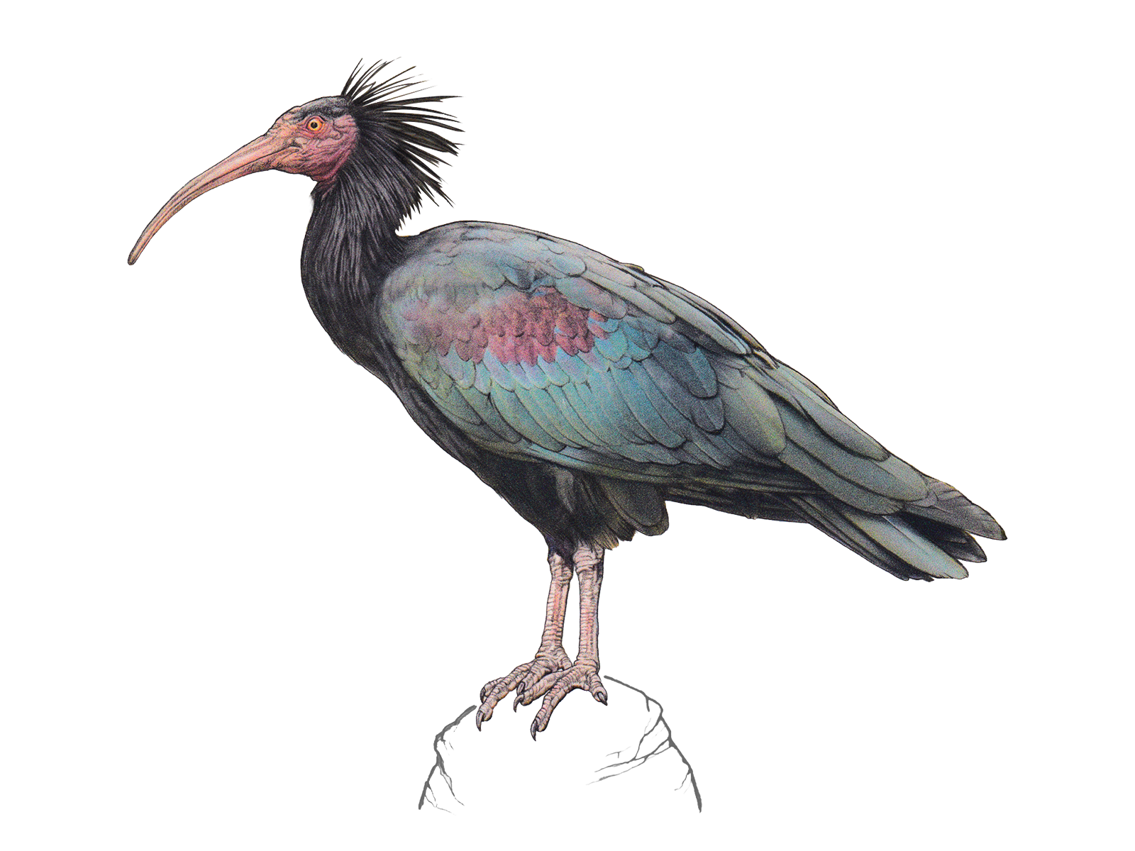Wissenschaftliche Illustration des Waldrapps.