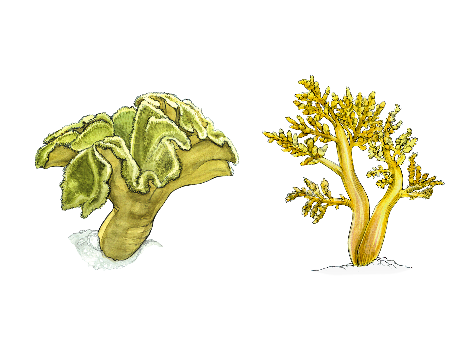 Wissenschaftliche Illustration von Weichkorallen.