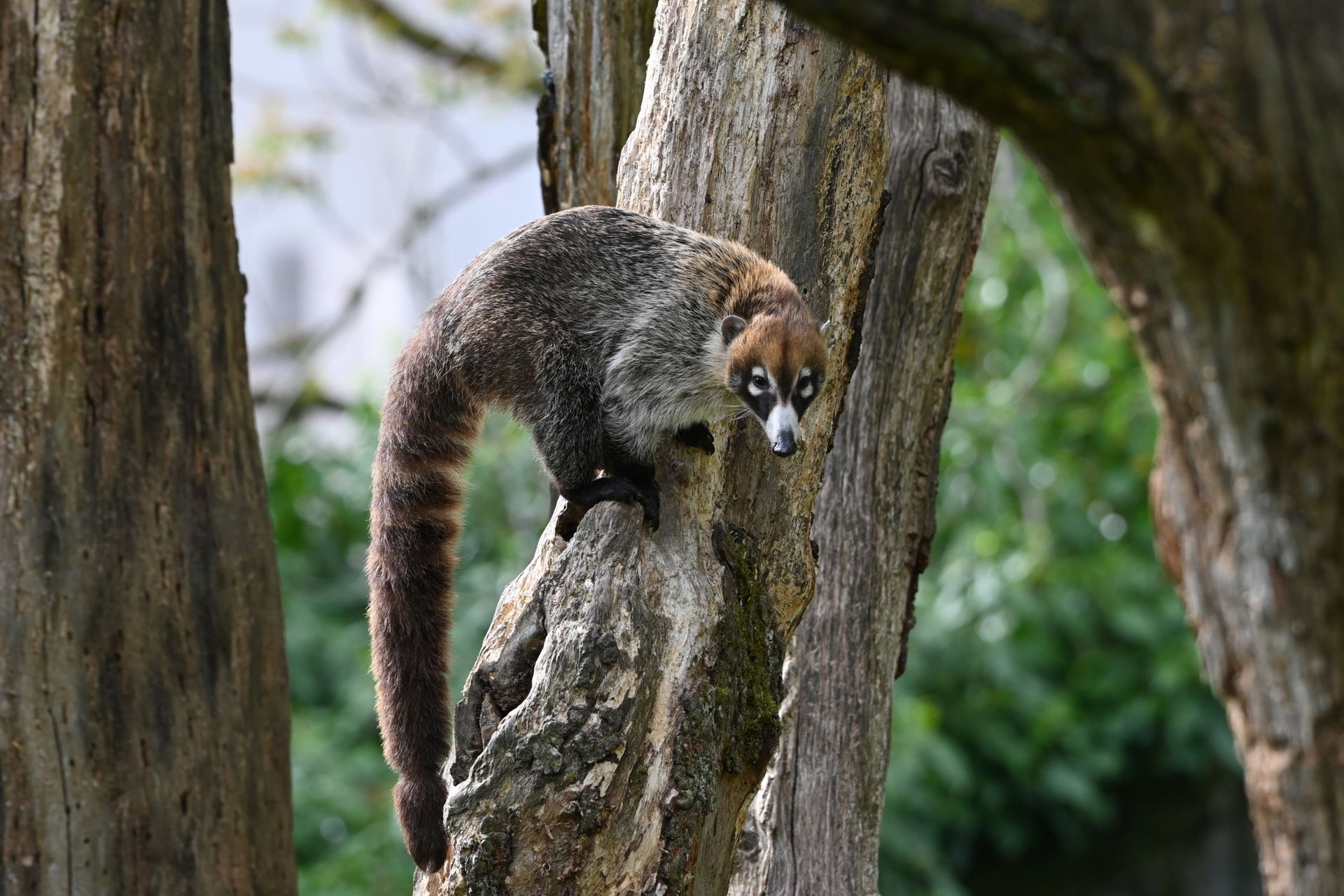 Weissrüssel-Nasenbär (Nasua narica) im Zoo Zürich